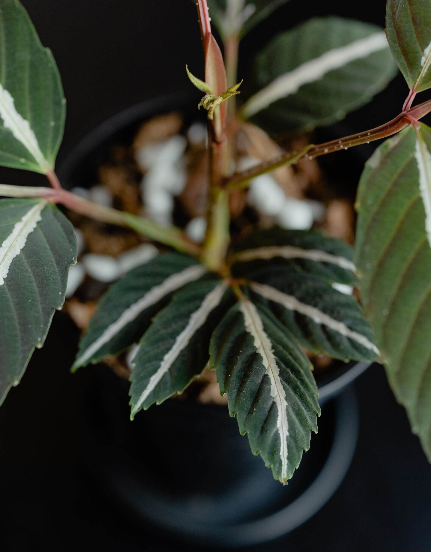 Leea amabilis is a striking tropical shrub native to the rainforests of Borneo. Belonging to the genus Leea in the family Vitaceae, this plant is celebrated for its vibrant foliage and ornamental appeal.