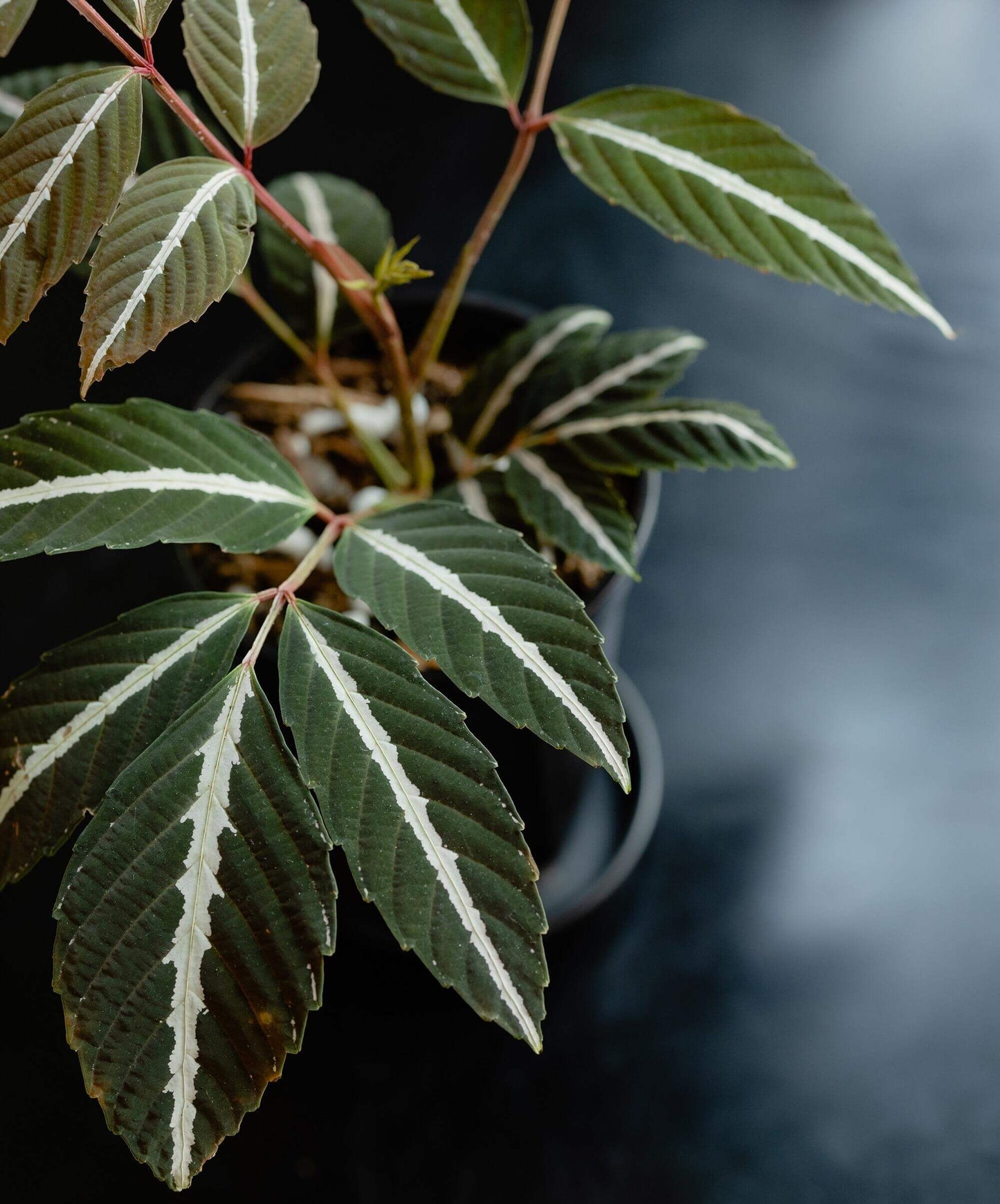 Leea amabilis is a striking tropical shrub native to the rainforests of Borneo. Belonging to the genus Leea in the family Vitaceae, this plant is celebrated for its vibrant foliage and ornamental appeal.