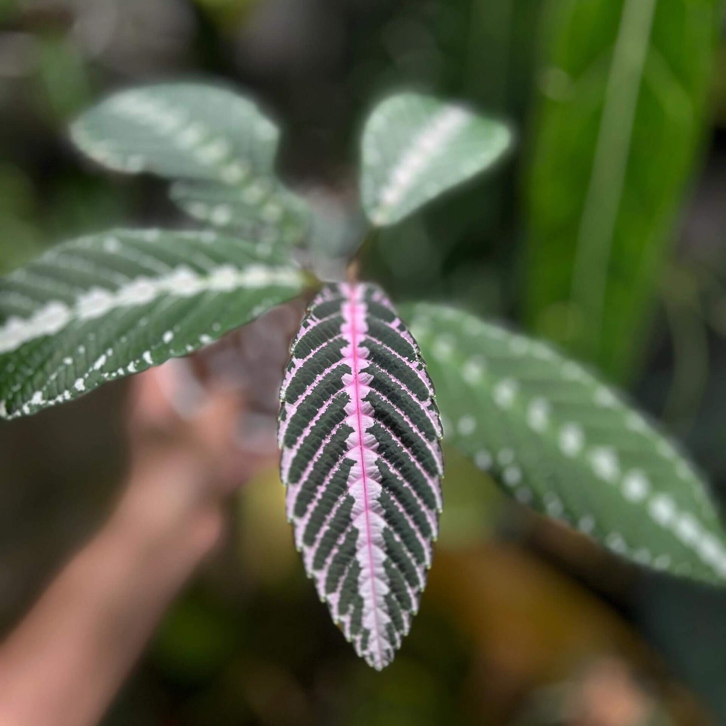 Leea zippeliana is a rare and striking ornamental plant native to the rainforests of New Guinea. Its unique foliage, characterized by dark green leaves adorned with white spots along the midrib, makes it a captivating addition to terrariums.