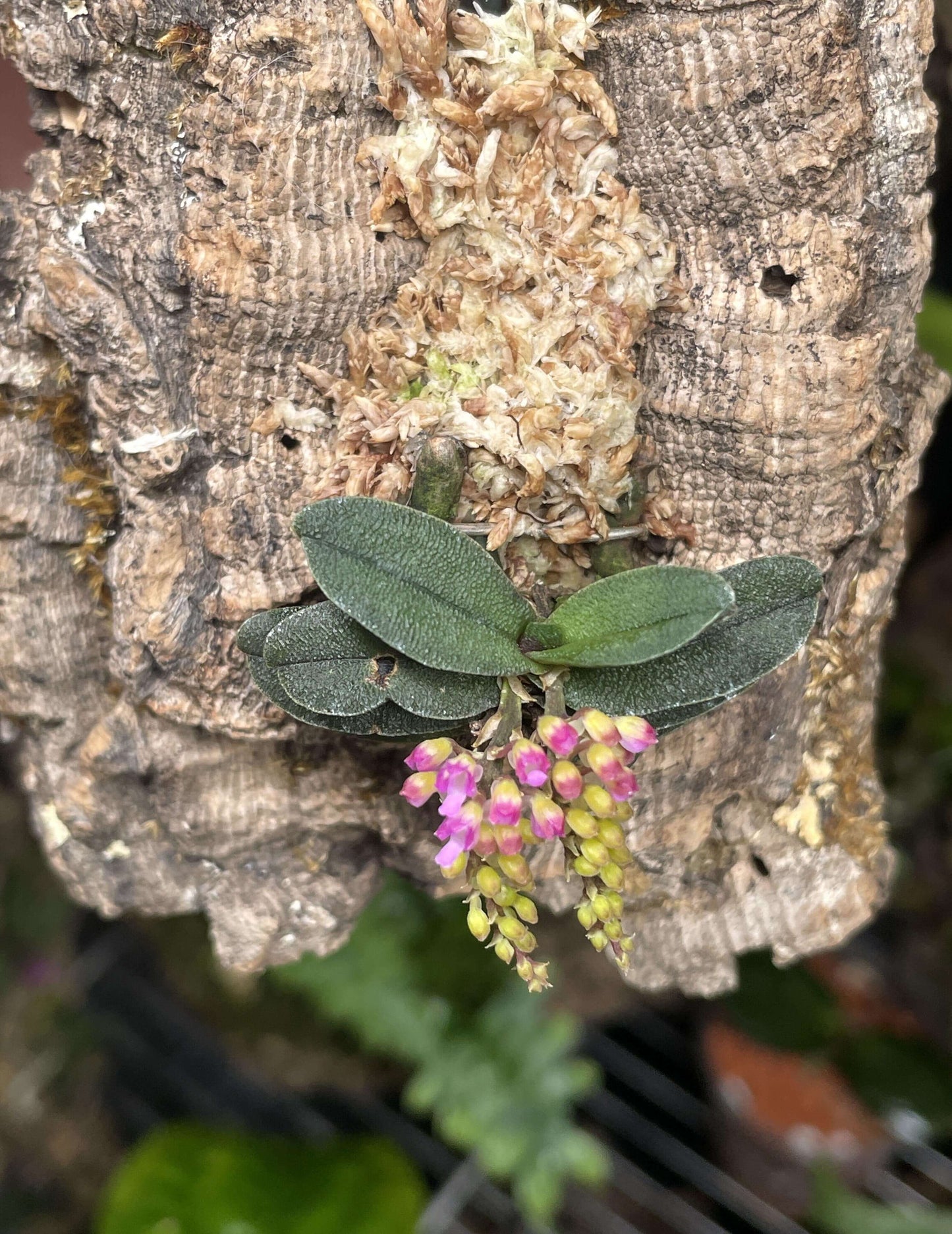 Schoenorchis tixieri is a diminutive and captivating orchid species native to southern Yunnan province in China and central Laos. This orchid is very small, making it perfect for terrariums where space and humidity can be carefully controlled.