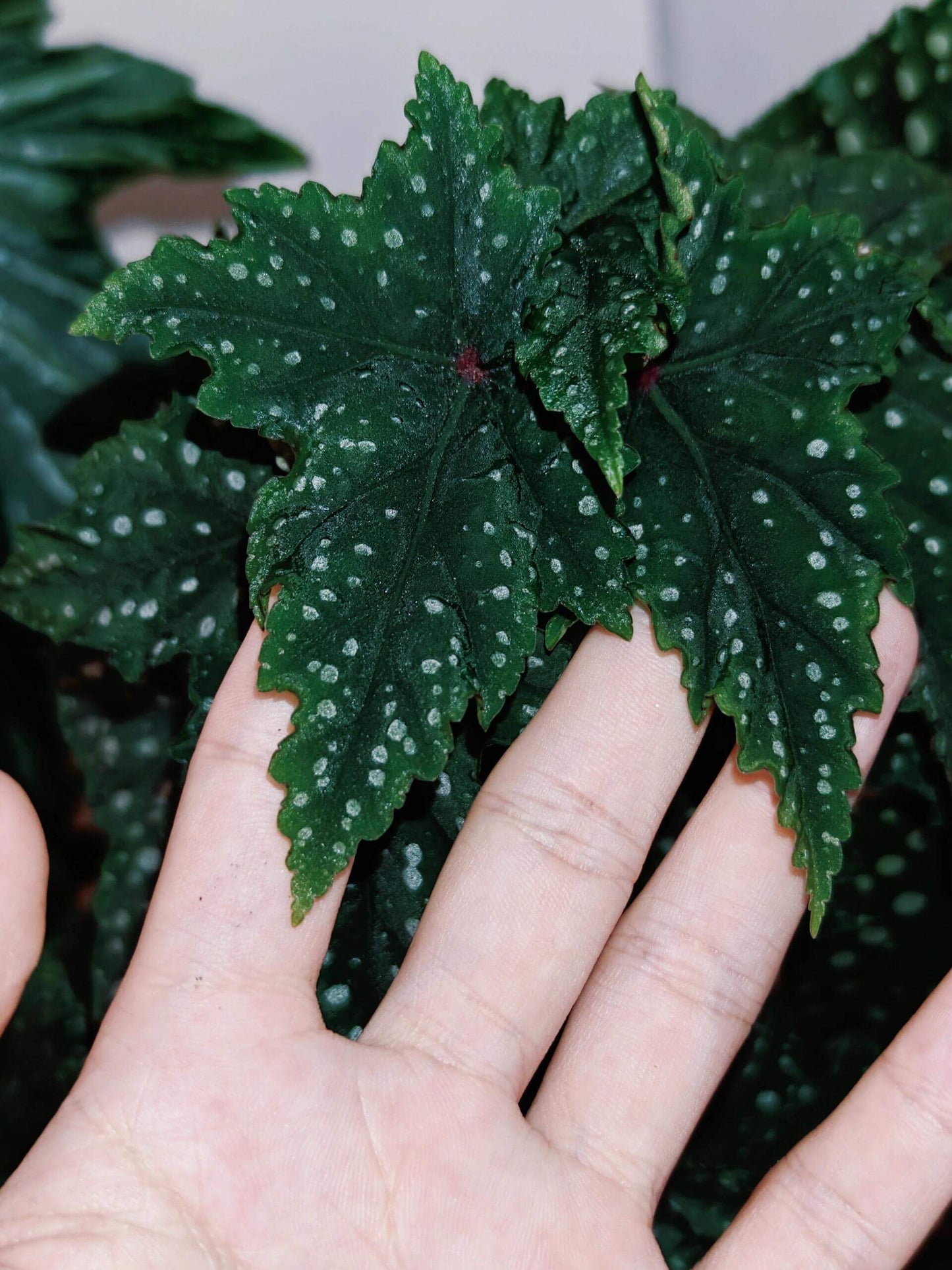 Begonia 'Izumo no Kiraboshi' is a hybrid begonia cultivar from Japan, characterized by dark green leaves dotted with white spots. The leaves are small and pointed, with slightly serrated, cut-like edges, and their undersides show a vibrant purple-red hue.