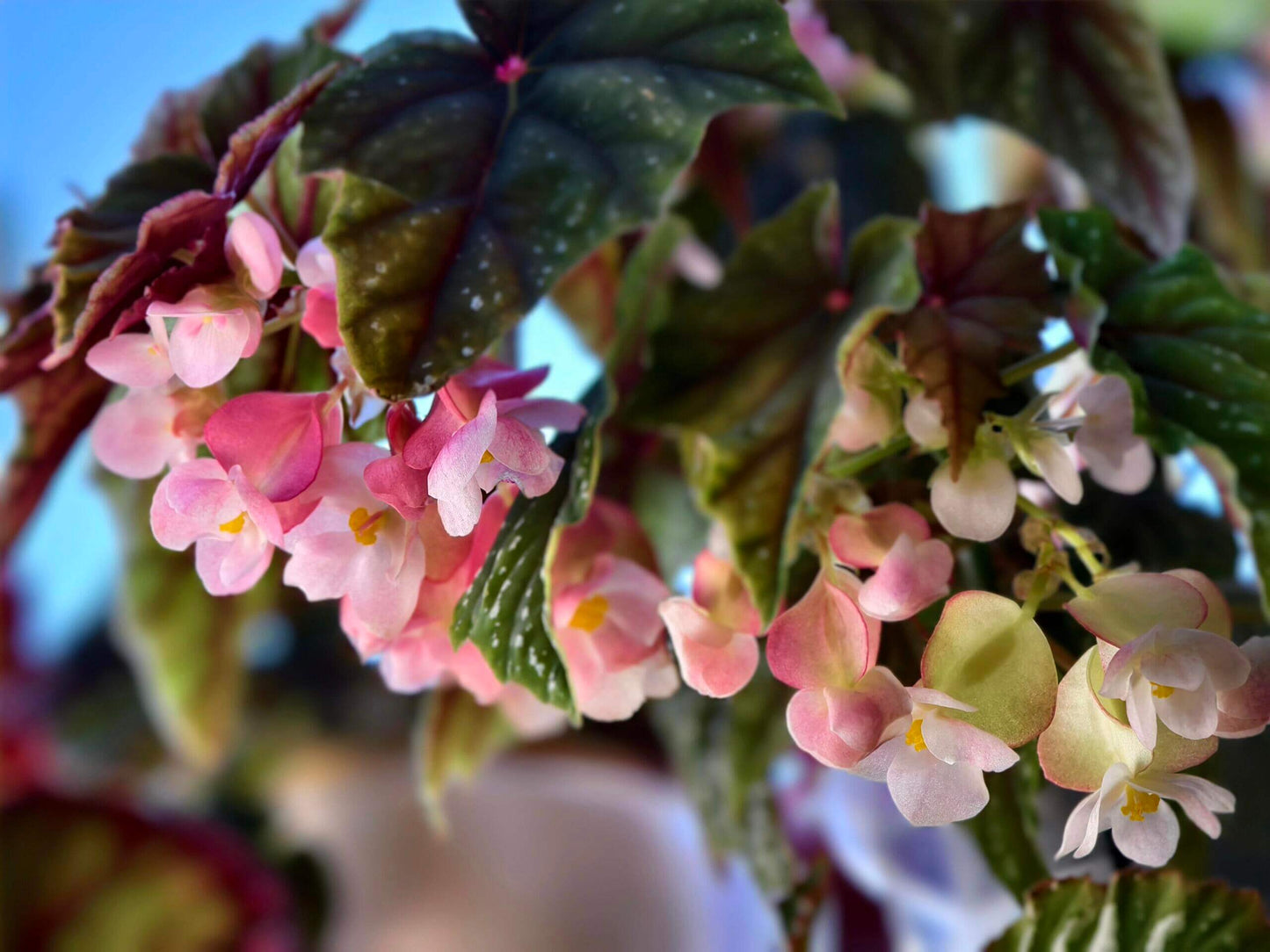 Begonia 'Lubbergei' is a charming hybrid begonia resulting from the cross between Begonia lubbersii and Begonia dregei. This cultivar is celebrated for its elegant foliage and manageable care requirements, making it a favorite among begonia enthusiasts.
