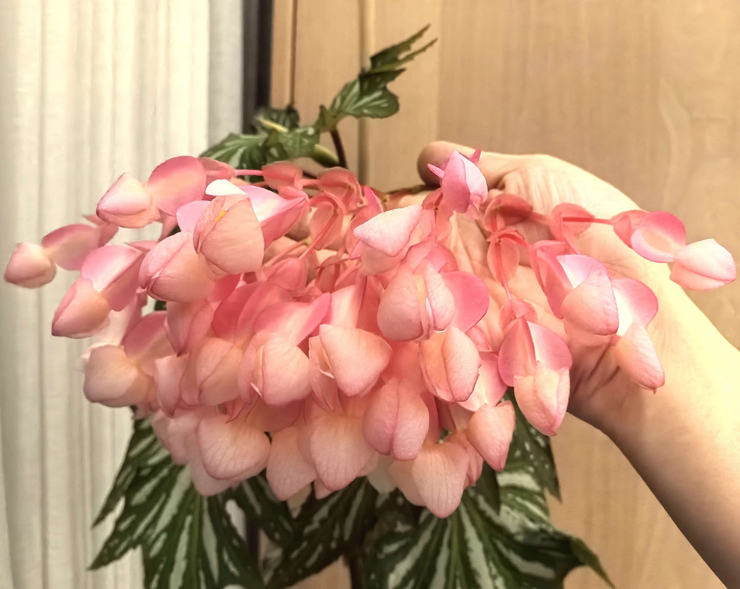 Begonia ‘Sophie Cecile’ (also known as ‘Sophia’ in some contexts) is a striking cane-stem or “angel wing” begonia cultivar first created by hybridizer Belva Nelson Kusler in 1961, via a cross between Begonia ‘Lenore Olivier’ and Begonia aconitifolia.