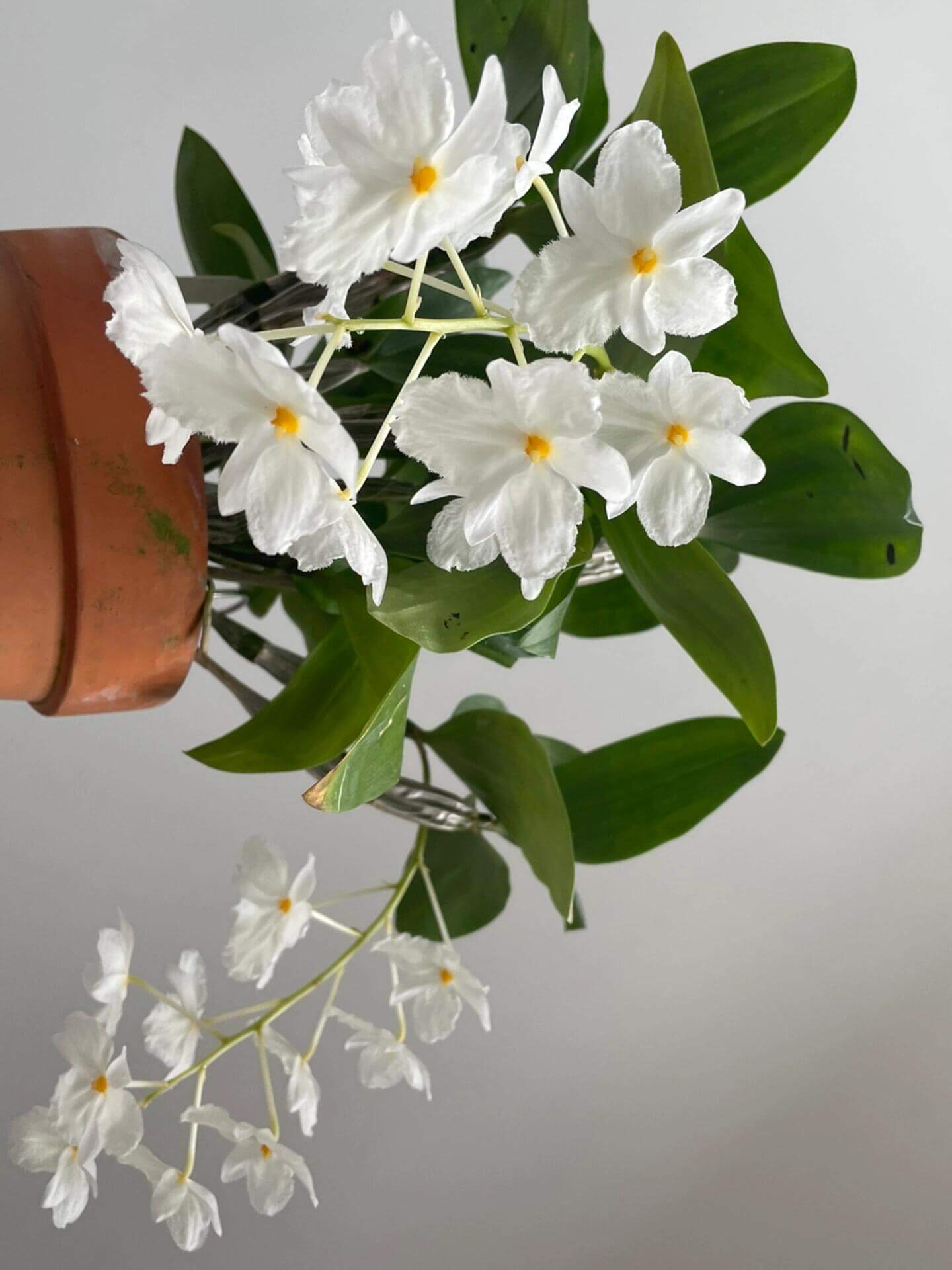 A strikingly rare pure‑white (album) form of Dendrobium farmeri, distinguished by its petaloid lip that mirrors the other petals—making this a highly unusual double mutation. The compact, vigorous plant blooms in spring on both new and old canes, sending out pendulous inflorescences up to 8″ long, covered in fragrant, daisy‑like white flowers (~2–2.5″ across) with yellow anther caps. Native to the eastern Himalayas and Southeast Asia (500–3,300 ft), it thrives in shaded, well‑ventilated conditions.