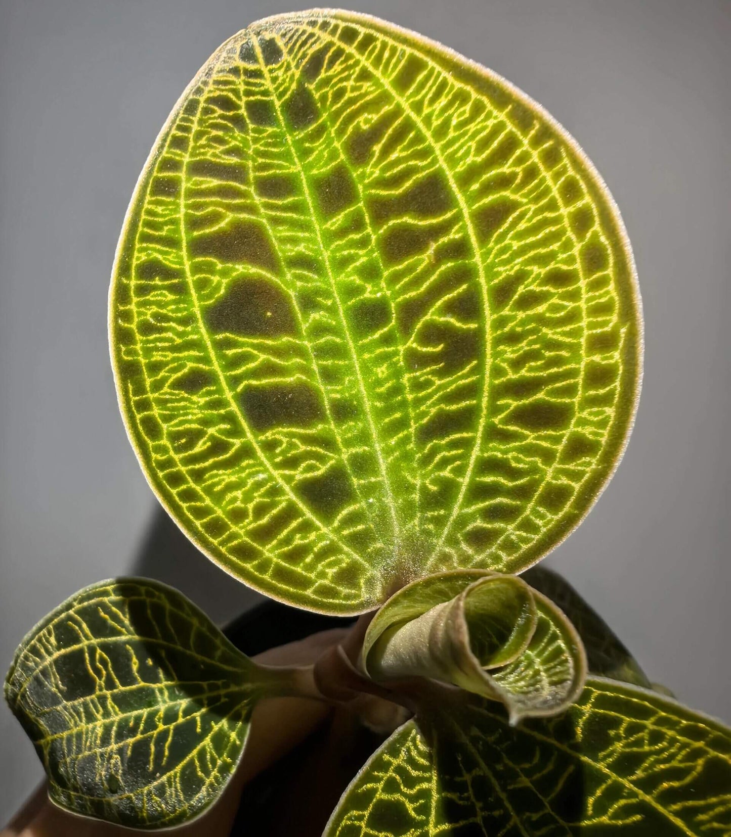 Lightning Jewel Orchid (Macodes petola) is a striking terrestrial orchid prized for its velvety dark green leaves beautifully etched with electrifying veins of gold, mint, or copper—resembling a lightning strike captured in foliage.