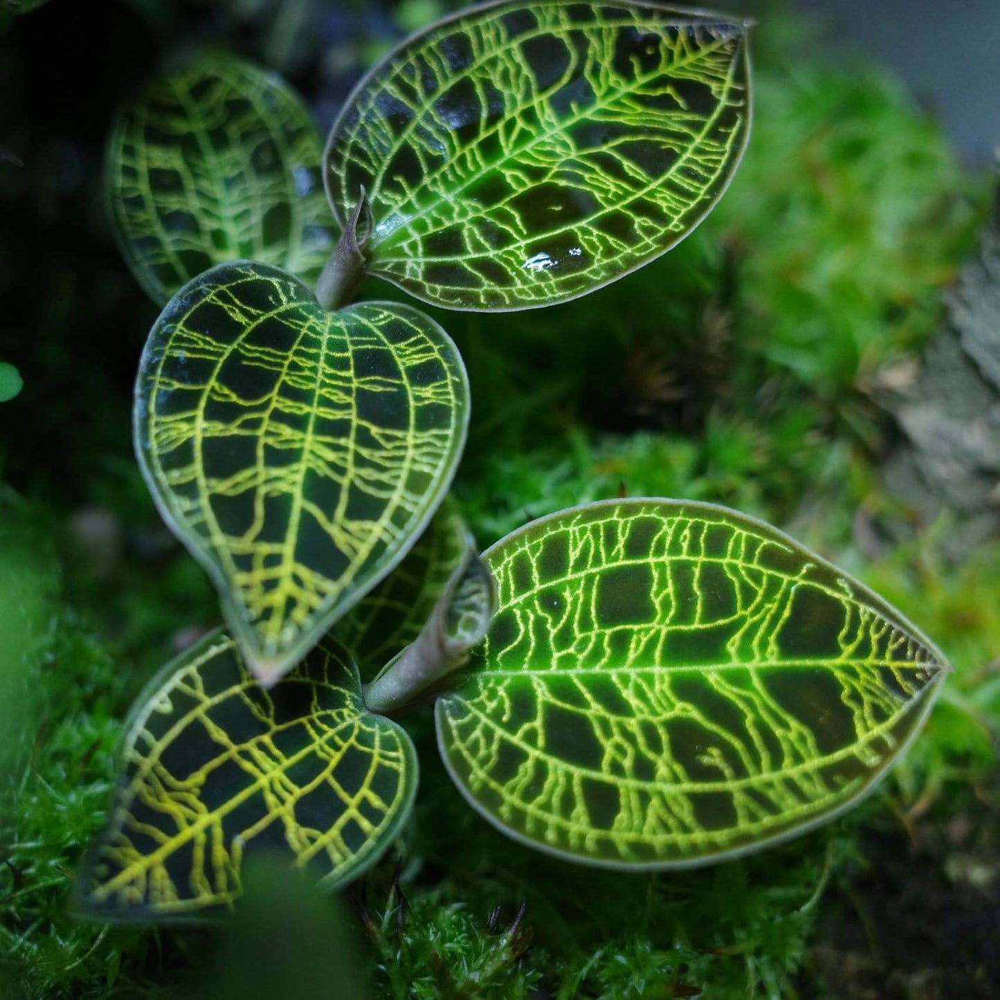 Lightning Jewel Orchid (Macodes petola) is a striking terrestrial orchid prized for its velvety dark green leaves beautifully etched with electrifying veins of gold, mint, or copper—resembling a lightning strike captured in foliage.