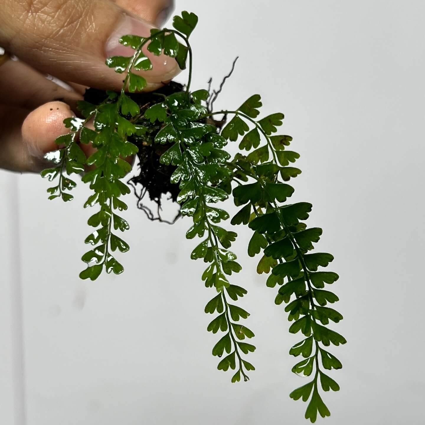 Lindsaea cultrata is a fern species in the genus Lindsaea, family Lindsaeaceae, native from Taiwan across tropical Asia and extending into many regions of the Pacific.