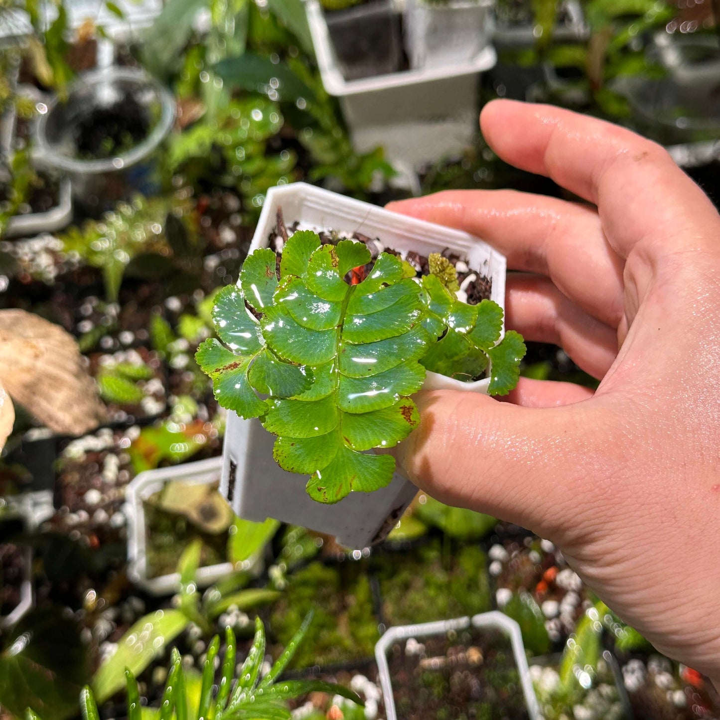 Lindsaea doryphora belongs to the family Lindsaeaceae and is native to a range spanning Bangladesh through parts of Malesia, including Borneo, Sumatra, Malaysia (Malaya), Thailand, the Philippines, and Java. It prefers shaded, humid forest conditions, often growing in low-light understory or on damp slopes and forest floors. This species is well suited to environments that mimic a humid, shaded forest understory, making it potentially ideal for terrariums, paludariums.
