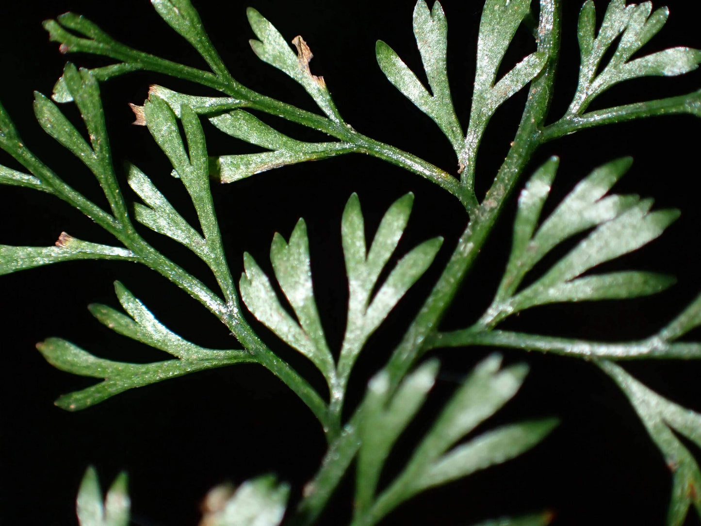 Lindsaea eberhardtii is a delicate terrestrial fern from the Lindsaeaceae family, native to southern China (Hainan) and Indo‑China regions including Thailand and Vietnam.