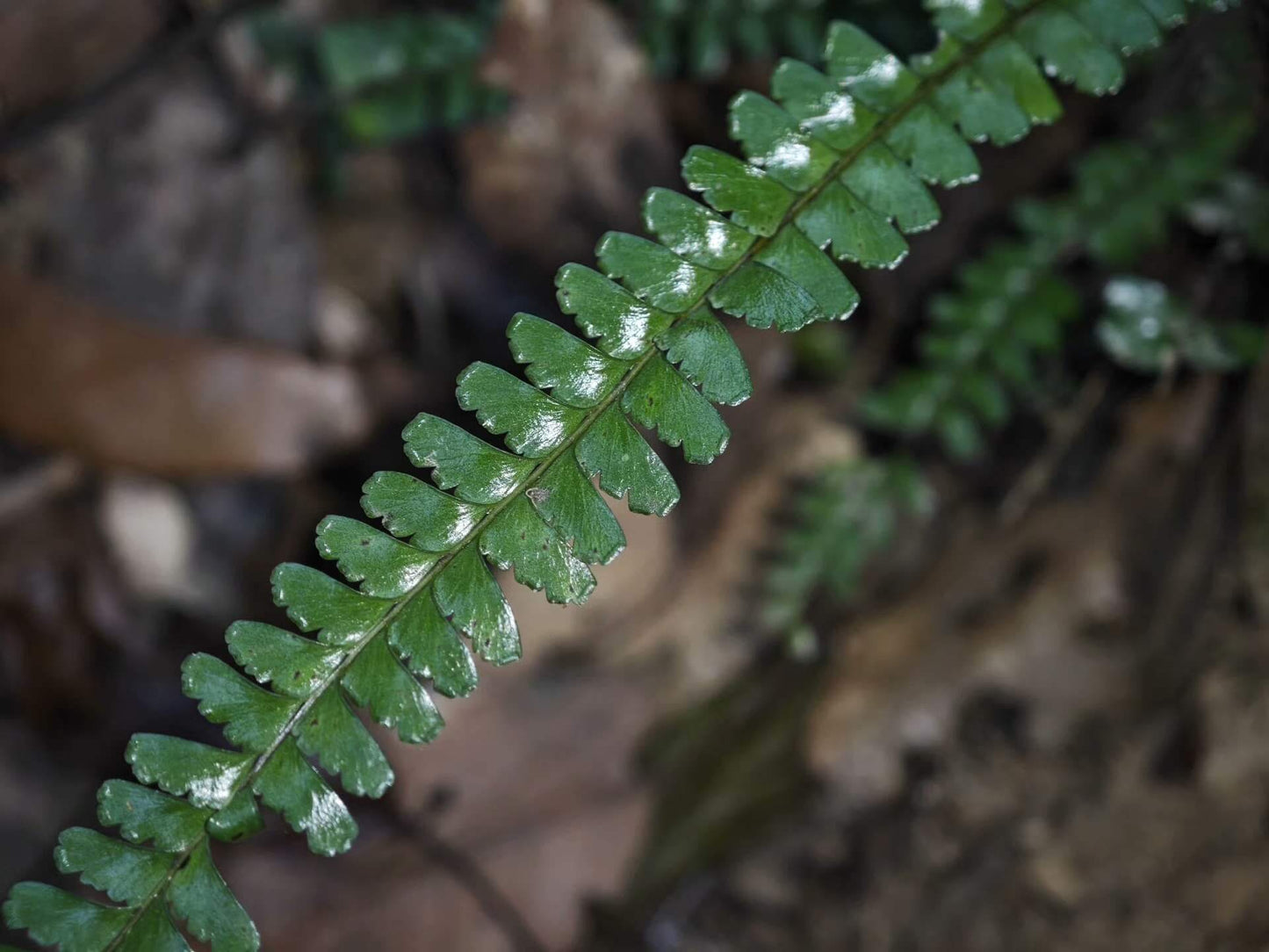 Lindsaea lucida is a small to medium-sized epiphytic fern from the Lindsaeaceae family and the Lindsaea genus. This species is native to Southeast Asia and is known for its finely divided pinnate leaves with serrated edges. It thrives in rainforest environments, making it an excellent choice for rainforest terrariums.