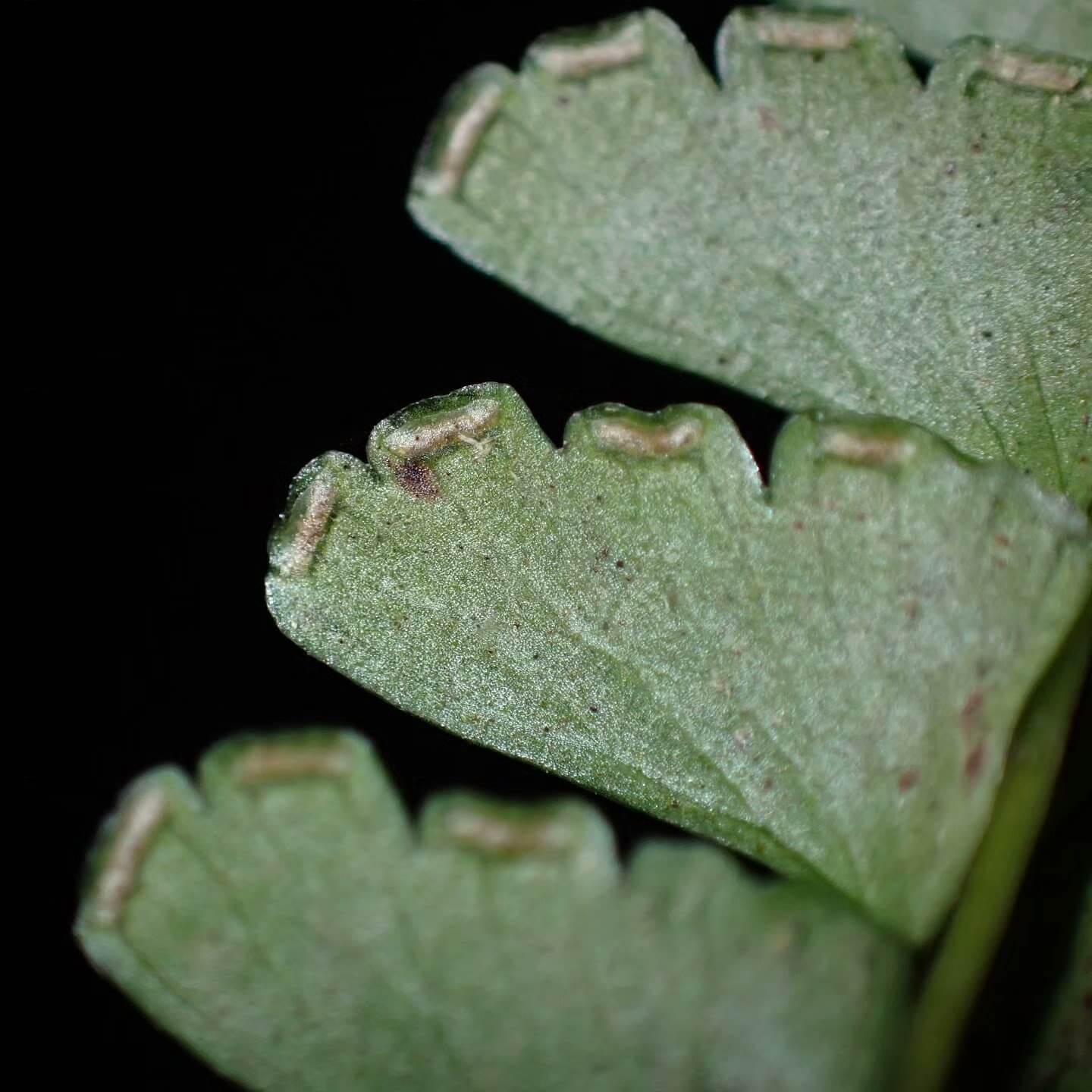 Lindsaea lucida is a small to medium-sized epiphytic fern from the Lindsaeaceae family and the Lindsaea genus. This species is native to Southeast Asia and is known for its finely divided pinnate leaves with serrated edges. It thrives in rainforest environments, making it an excellent choice for rainforest terrariums.
