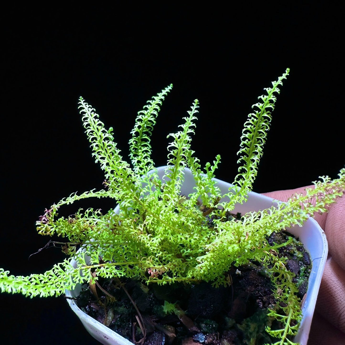 Lindsaea repens var. truncata is a fern variety belonging to the Lindsaeaceae family, native to the wet tropical regions of Sabah, Borneo.
