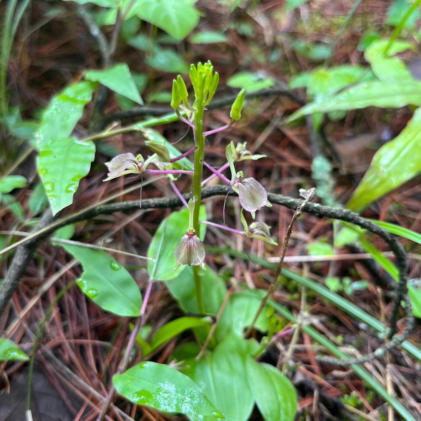 Liparis cathcartii is a small terrestrial orchid native to the Himalayan region (Sikkim, Nepal, Bhutan, parts of China and Myanmar). It develops ovoid pseudobulbs, each typically bearing two elliptic-ovate leaves with subtle texture. In late spring to early summer, it sends up an erect raceme of several small, greenish flowers with a purplish lip.