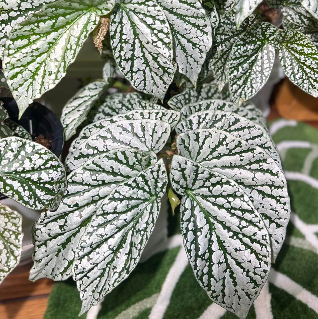 Begonia Juanita Jewel is a captivating hybrid begonia with deep green leaves beautifully marked by striking silver spots and patches, reminiscent of delicate snowflakes. Reaching a mature height of around 30–60 cm, it is an ideal choice for adding beauty to compact indoor spaces.