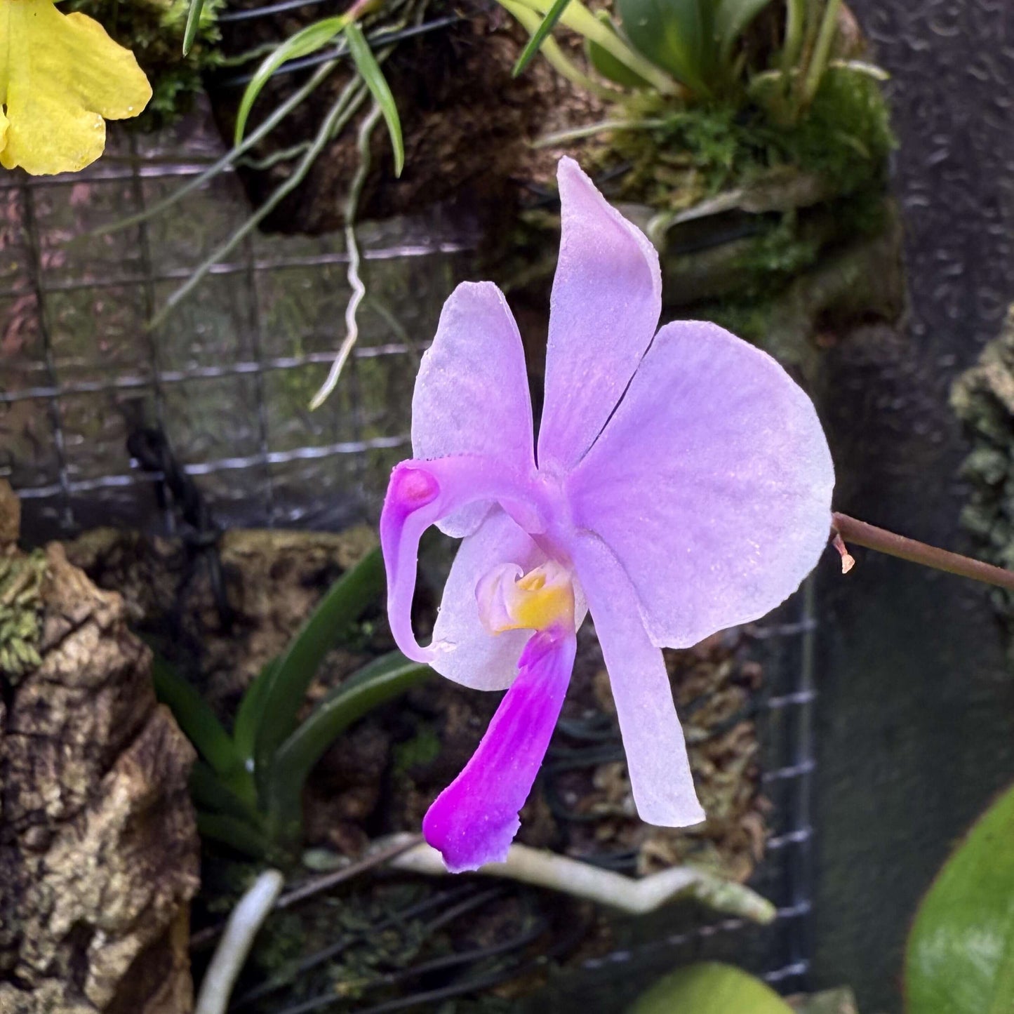 Phalaenopsis lowii, commonly known as Low's Phalaenopsis, is a distinctive and rare species of orchid native to the lowland regions of Myanmar and Borneo. It thrives in areas with abundant rainfall and is often seen growing on bare limestone rocks or on twigs of small shrubs rooted in rock crevices. These habitats are usually exposed to morning sunlight but are shaded in the afternoon, providing a balanced light environment for the orchids.