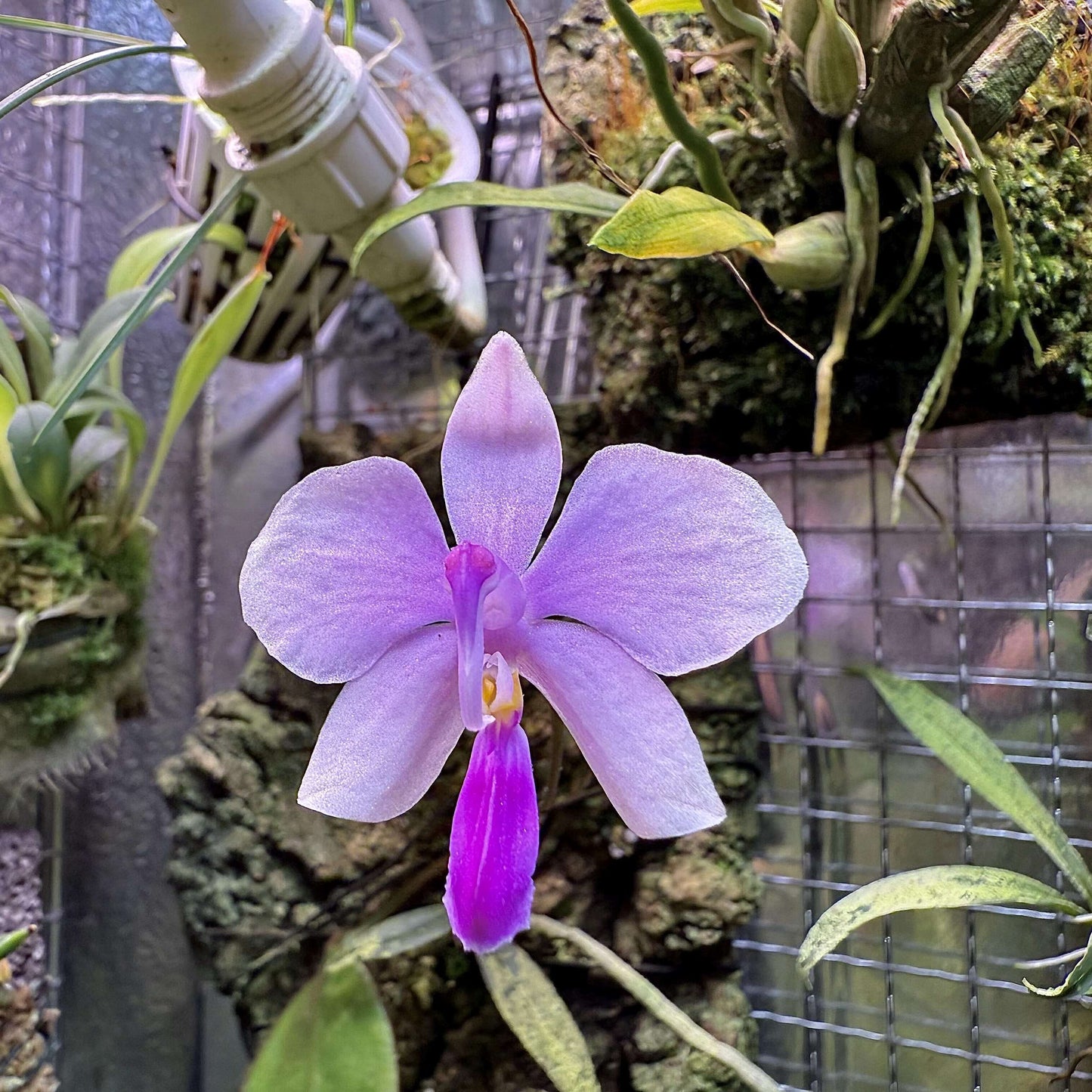 Phalaenopsis lowii, commonly known as Low's Phalaenopsis, is a distinctive and rare species of orchid native to the lowland regions of Myanmar and Borneo. It thrives in areas with abundant rainfall and is often seen growing on bare limestone rocks or on twigs of small shrubs rooted in rock crevices. These habitats are usually exposed to morning sunlight but are shaded in the afternoon, providing a balanced light environment for the orchids.