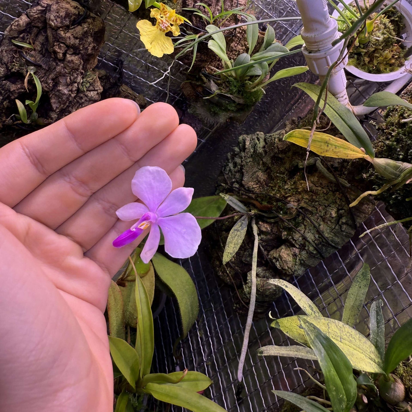 Phalaenopsis lowii, commonly known as Low's Phalaenopsis, is a distinctive and rare species of orchid native to the lowland regions of Myanmar and Borneo. It thrives in areas with abundant rainfall and is often seen growing on bare limestone rocks or on twigs of small shrubs rooted in rock crevices. These habitats are usually exposed to morning sunlight but are shaded in the afternoon, providing a balanced light environment for the orchids.