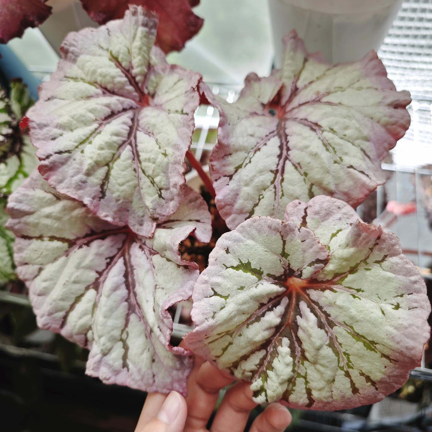 Begonia Yalta is a stunning hybrid begonia that captivates with its beautiful foliage and easy-care nature. Whether you're a beginner or an expert, this begonia is perfect for both seasoned collectors and those just starting their plant journey.