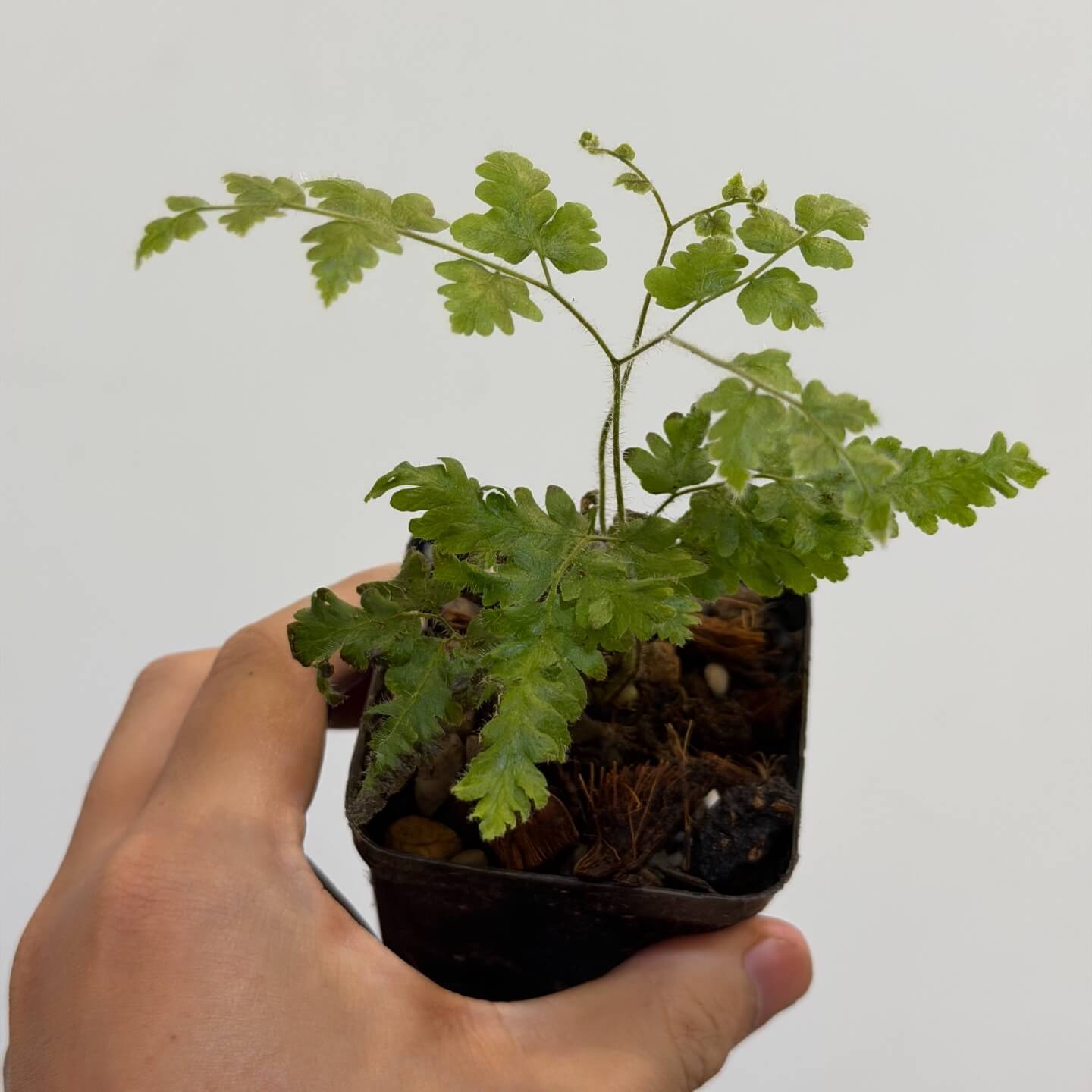 Lygodium polystachyum is a tropical climbing fern native to Asia, commonly found in moist, shaded habitats such as forests and stream edges. It produces long, twining fronds that behave like vines, allowing the plant to climb over surrounding vegetation. The foliage is bright green and finely divided, giving it a light, airy appearance, and the plant can grow relatively quickly under suitable humid conditions.
