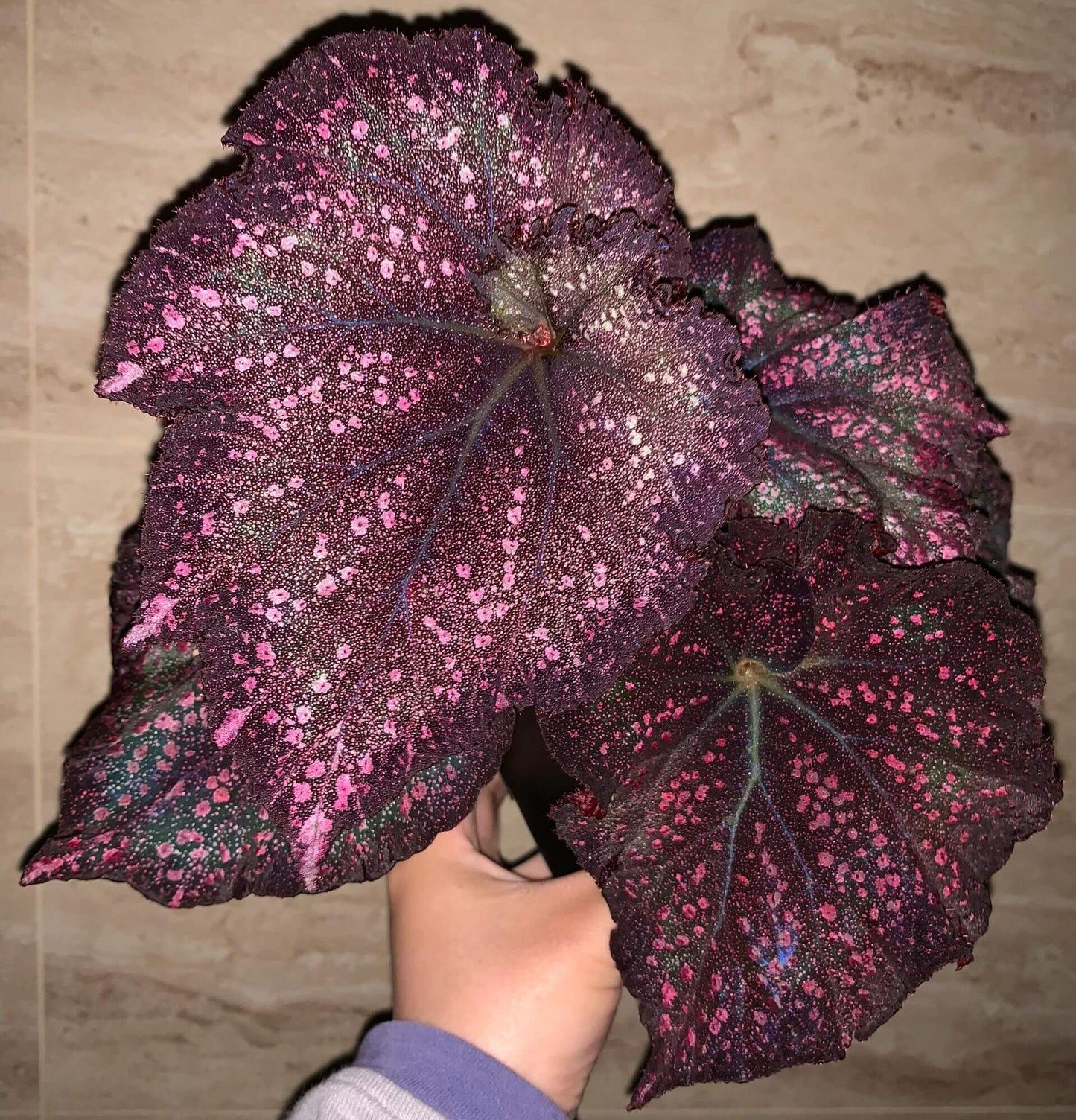 Begonia Raspberry – A stunning, compact Rex Begonia variety with striking elongated, oval-shaped leaves adorned with raspberry-like spots. This variety is a true gem for collectors and plant enthusiasts alike.
