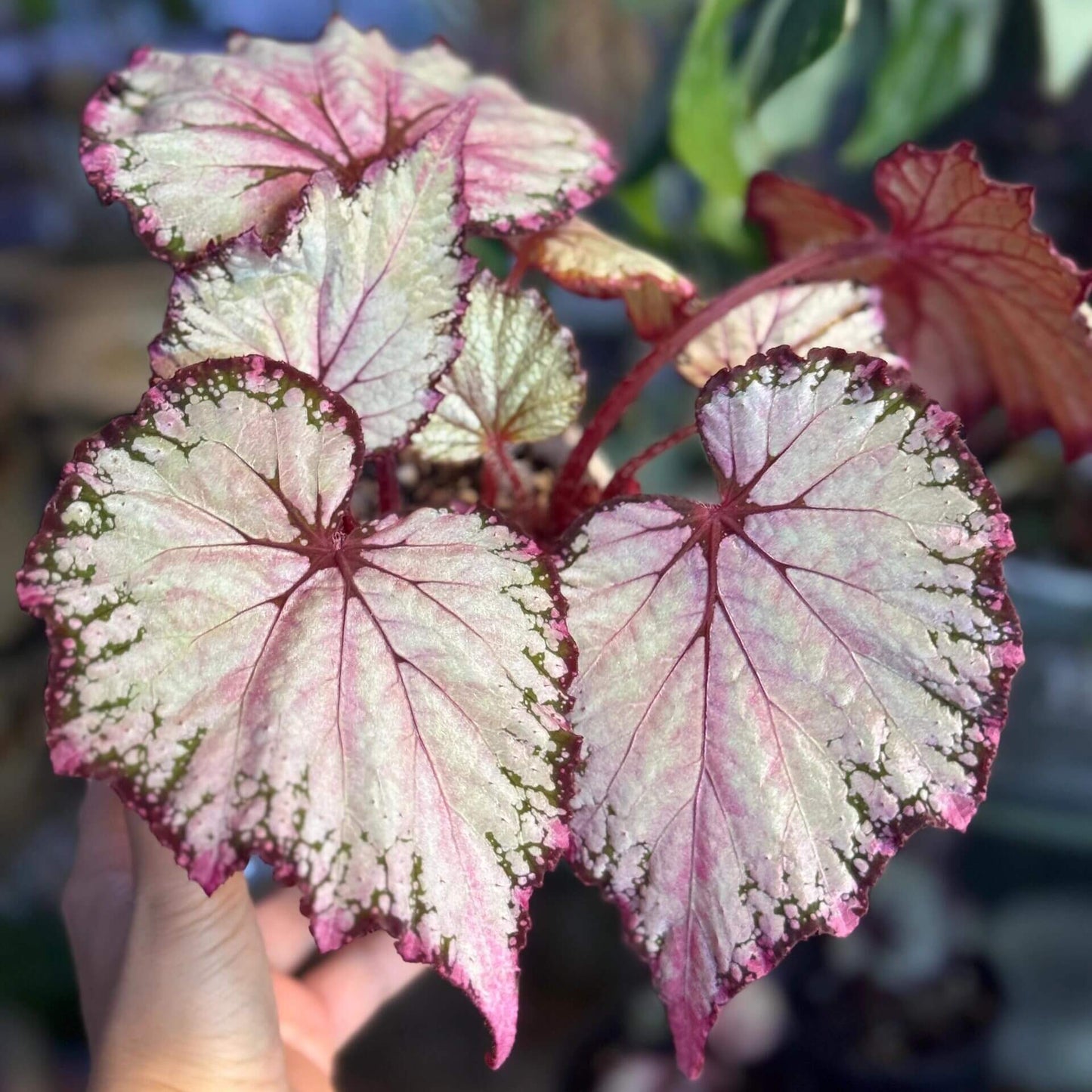Begonia February – A stunning ornamental Begonia variety with silver-pink shimmering leaves, perfect for adding a touch of elegance to any home or garden.