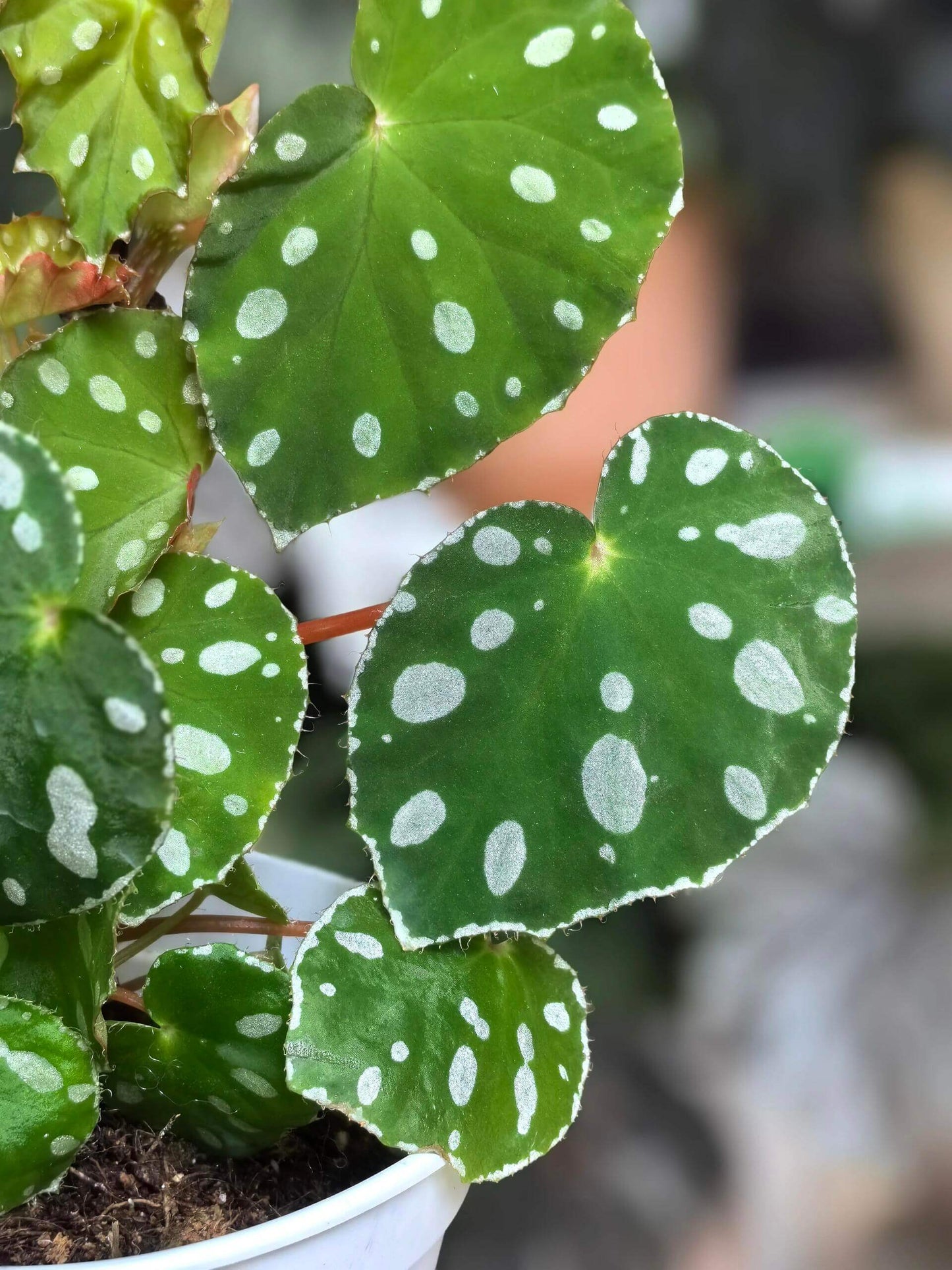 Origin: Native to Malaysia, Begonia jiewhoei thrives in tropical, subtropical environments. Known for its distinct, attractive foliage, this species is perfect for collectors and plant enthusiasts who appreciate unique, ornamental begonias. Features: Leaves: The plant boasts asymmetrical leaves that are a deep green, adorned with striking white or silver oval spots. The leaves also feature a delicate silver edge, enhancing their visual appeal.