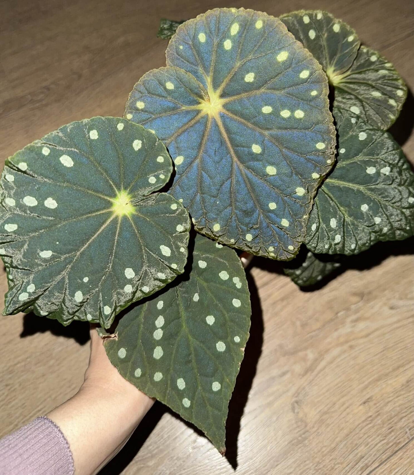 Begonia erythrofolia is a captivating and rare species native to the Wenshan region of Yunnan, China. Known for its striking leaf colors and texture, this begonia offers a dynamic visual experience, changing color based on environmental conditions. Its dramatic crimson undersides and elegant, ovate leaves make it a must-have for plant collectors and enthusiasts looking for something unique.