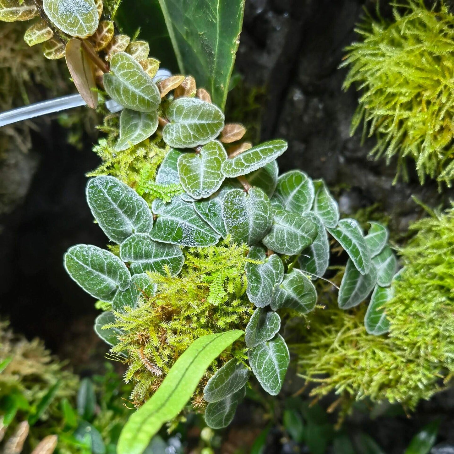 Marcgravia umbellata is a captivating tropical plant native to the Caribbean and parts of Central and South America. This epiphytic vine is renowned for its unique shingling growth habit, where its small, overlapping leaves cling tightly to surfaces like tree trunks, rocks, or terrarium walls.
