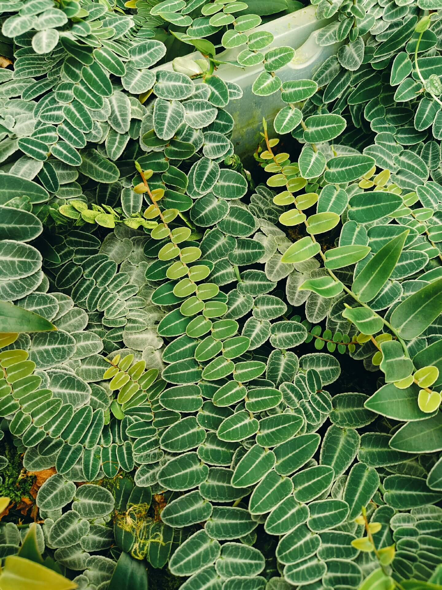 Marcgravia umbellata is a captivating tropical plant native to the Caribbean and parts of Central and South America. This epiphytic vine is renowned for its unique shingling growth habit, where its small, overlapping leaves cling tightly to surfaces like tree trunks, rocks, or terrarium walls.