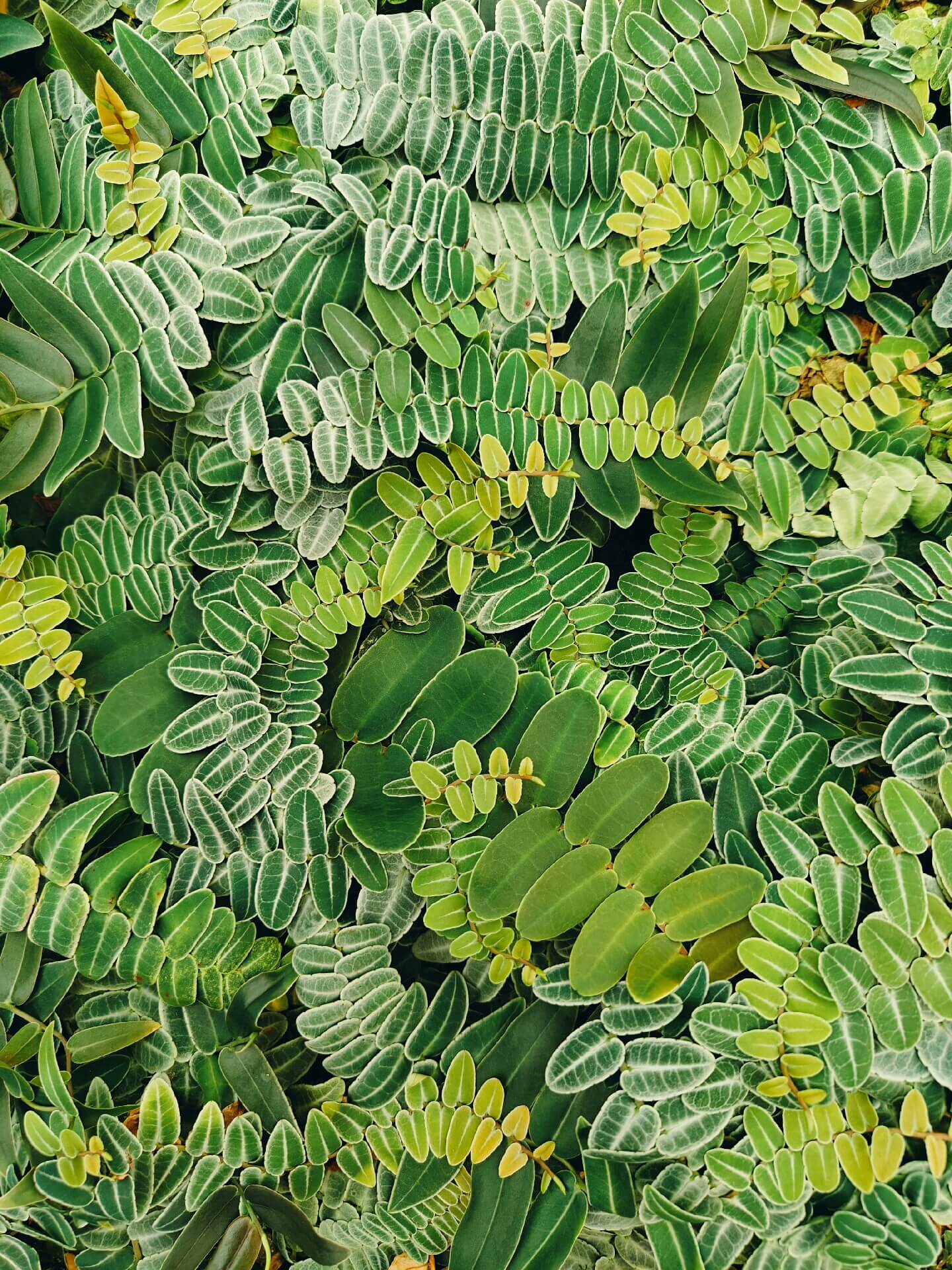 Marcgravia umbellata is a captivating tropical plant native to the Caribbean and parts of Central and South America. This epiphytic vine is renowned for its unique shingling growth habit, where its small, overlapping leaves cling tightly to surfaces like tree trunks, rocks, or terrarium walls.