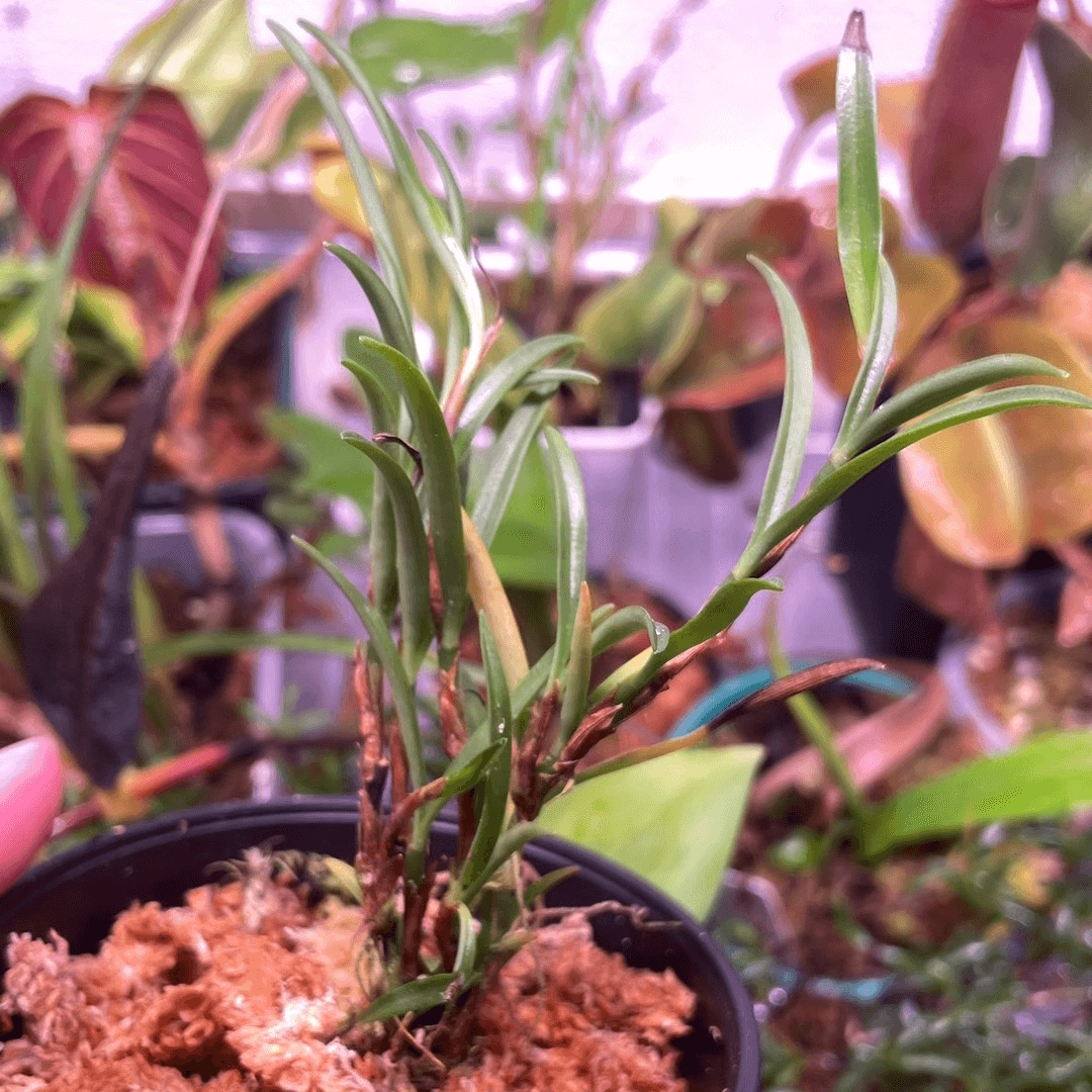 Mediocalcar bifolium is a miniature epiphytic or lithophytic orchid native to New Guinea, the Solomon Islands, and Vanuatu, where it inhabits montane rainforests or subalpine shrublands at elevations between 1,800 to 2,600 meters.