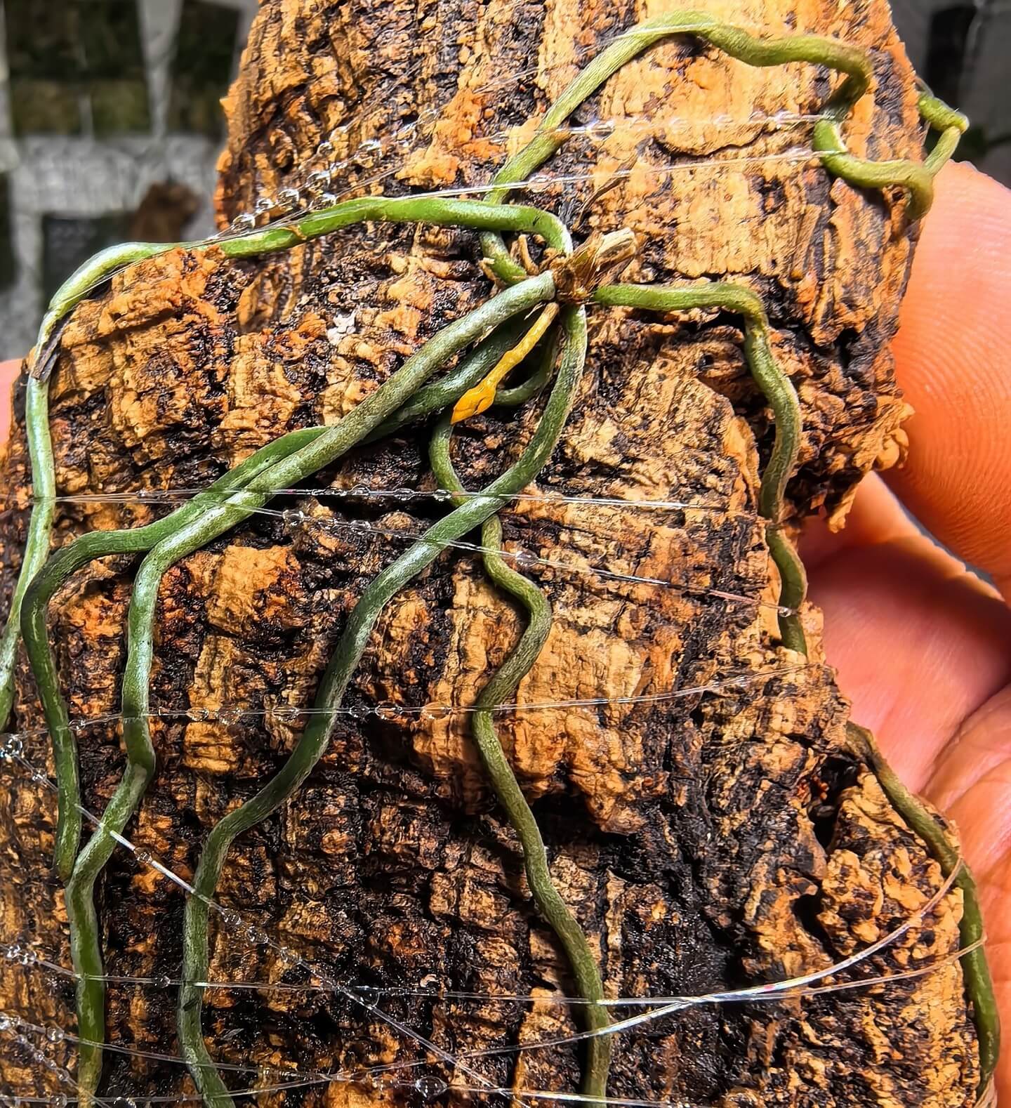 Microcoelia gilpiniae is a captivating, leafless epiphytic orchid endemic to Madagascar. Its striking orange blooms contrast beautifully with its silvery, photosynthetic roots. This species grows in mossy, humid forests and occasionally in disturbed vegetation at elevations of 100–1,800 m.
