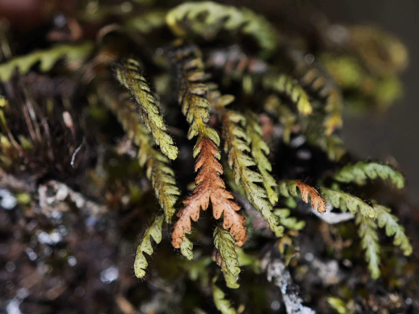 Micropolypodium okuboi is a small epiphytic fern native to East Asia. This species belongs to the Polypodiaceae family and the Micropolypodium genus. The fern's fronds are pinnately divided, with serrated edges, and the underside is covered with tiny hair-like structures, giving it a unique texture. The plant typically remains small, with fronds measuring about 5-12 cm in length.