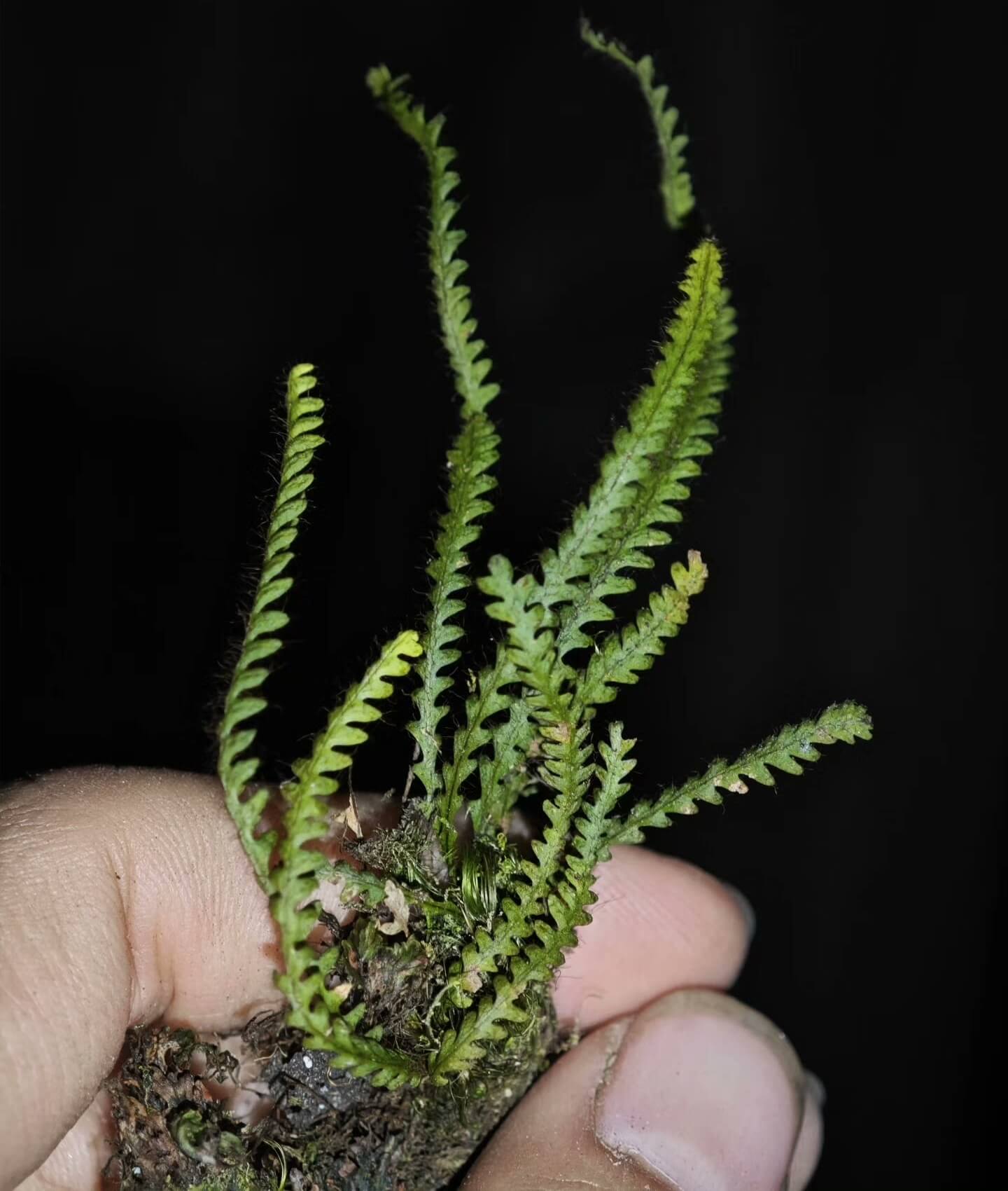 Micropolypodium okuboi is a small epiphytic fern native to East Asia. This species belongs to the Polypodiaceae family and the Micropolypodium genus. The fern's fronds are pinnately divided, with serrated edges, and the underside is covered with tiny hair-like structures, giving it a unique texture. The plant typically remains small, with fronds measuring about 5-12 cm in length.