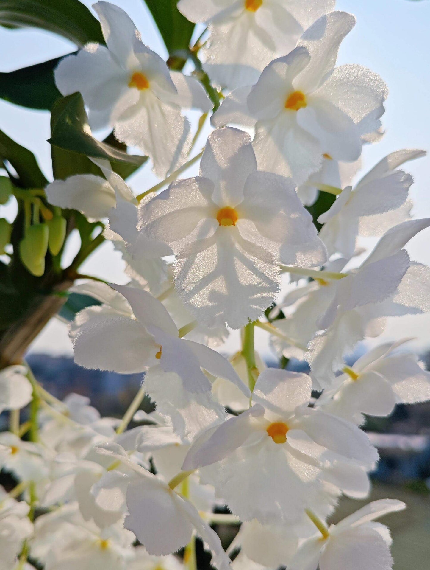 A strikingly rare pure‑white (album) form of Dendrobium farmeri, distinguished by its petaloid lip that mirrors the other petals—making this a highly unusual double mutation. The compact, vigorous plant blooms in spring on both new and old canes, sending out pendulous inflorescences up to 8″ long, covered in fragrant, daisy‑like white flowers (~2–2.5″ across) with yellow anther caps. Native to the eastern Himalayas and Southeast Asia (500–3,300 ft), it thrives in shaded, well‑ventilated conditions.