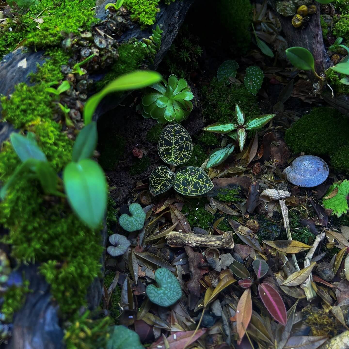 Nervilia marmorata is a terrestrial orchid native to Thailand and belongs to the Nervilia genus, which is known for its unique flowering patterns and veined leaves.