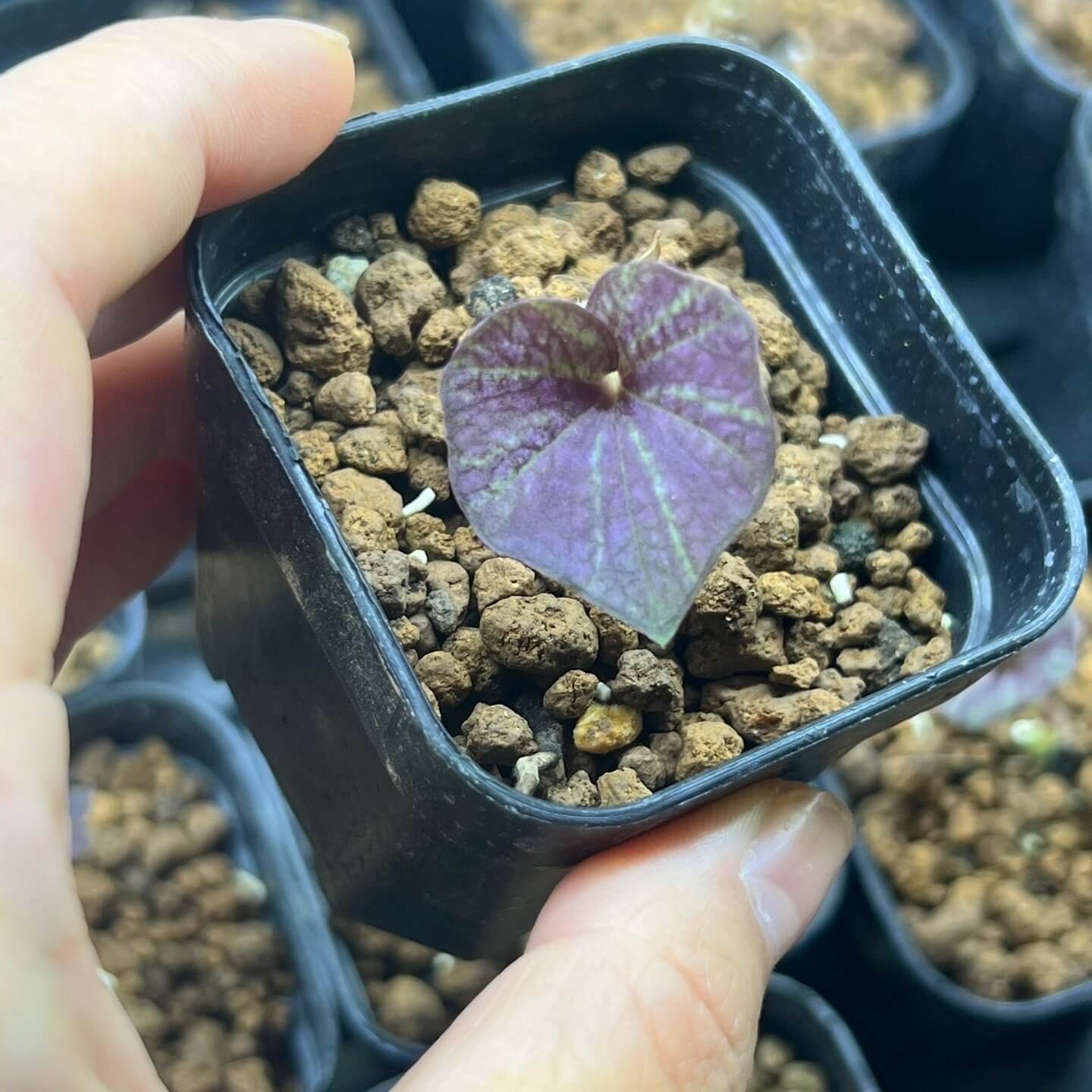 Nervilia marmorata is a terrestrial orchid native to Thailand and belongs to the Nervilia genus, which is known for its unique flowering patterns and veined leaves.