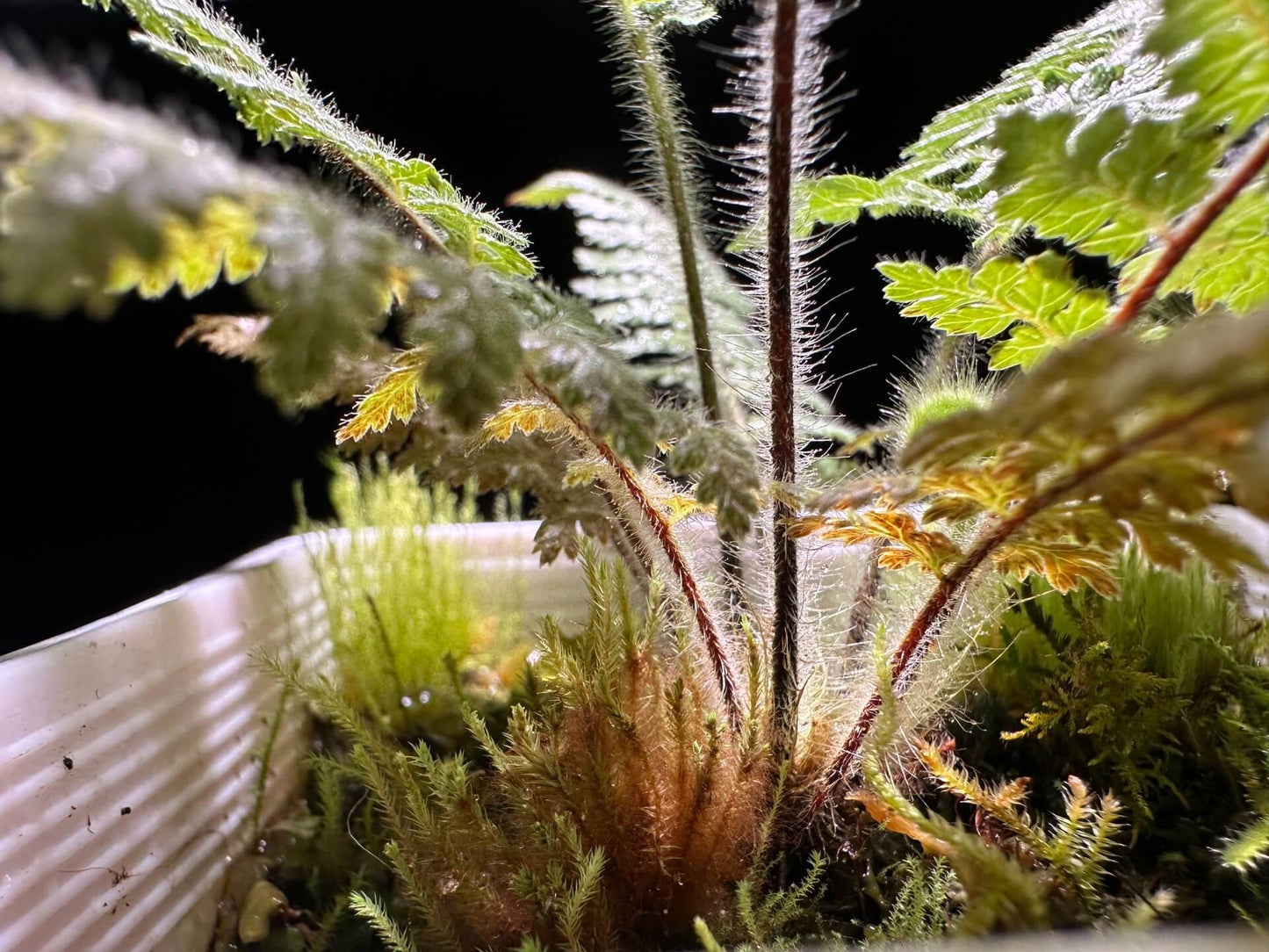 Dicksonia squarrosa, commonly known as the New Zealand tree fern or rough tree fern, is a striking and hardy fern native to New Zealand's temperate rainforests. Renowned for its elegant appearance and resilience, it has become a popular choice for both outdoor landscaping and indoor cultivation in suitable climates.