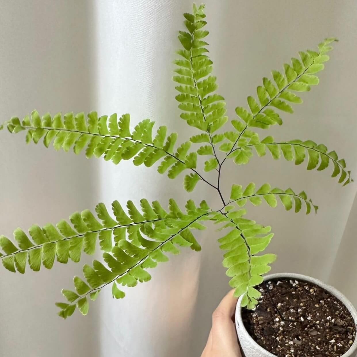 Adiantum pedatum, commonly known as the Northern Maidenhair Fern, is a deciduous perennial fern native to the forests of eastern North America. Renowned for its elegant, fan-shaped fronds and contrasting black stems, it thrives in shaded, moist environments and is a popular choice for shaded gardens and woodland settings.
