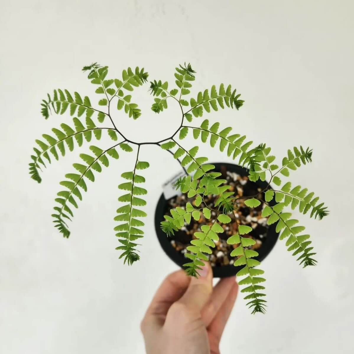 Adiantum pedatum, commonly known as the Northern Maidenhair Fern, is a deciduous perennial fern native to the forests of eastern North America. Renowned for its elegant, fan-shaped fronds and contrasting black stems, it thrives in shaded, moist environments and is a popular choice for shaded gardens and woodland settings.
