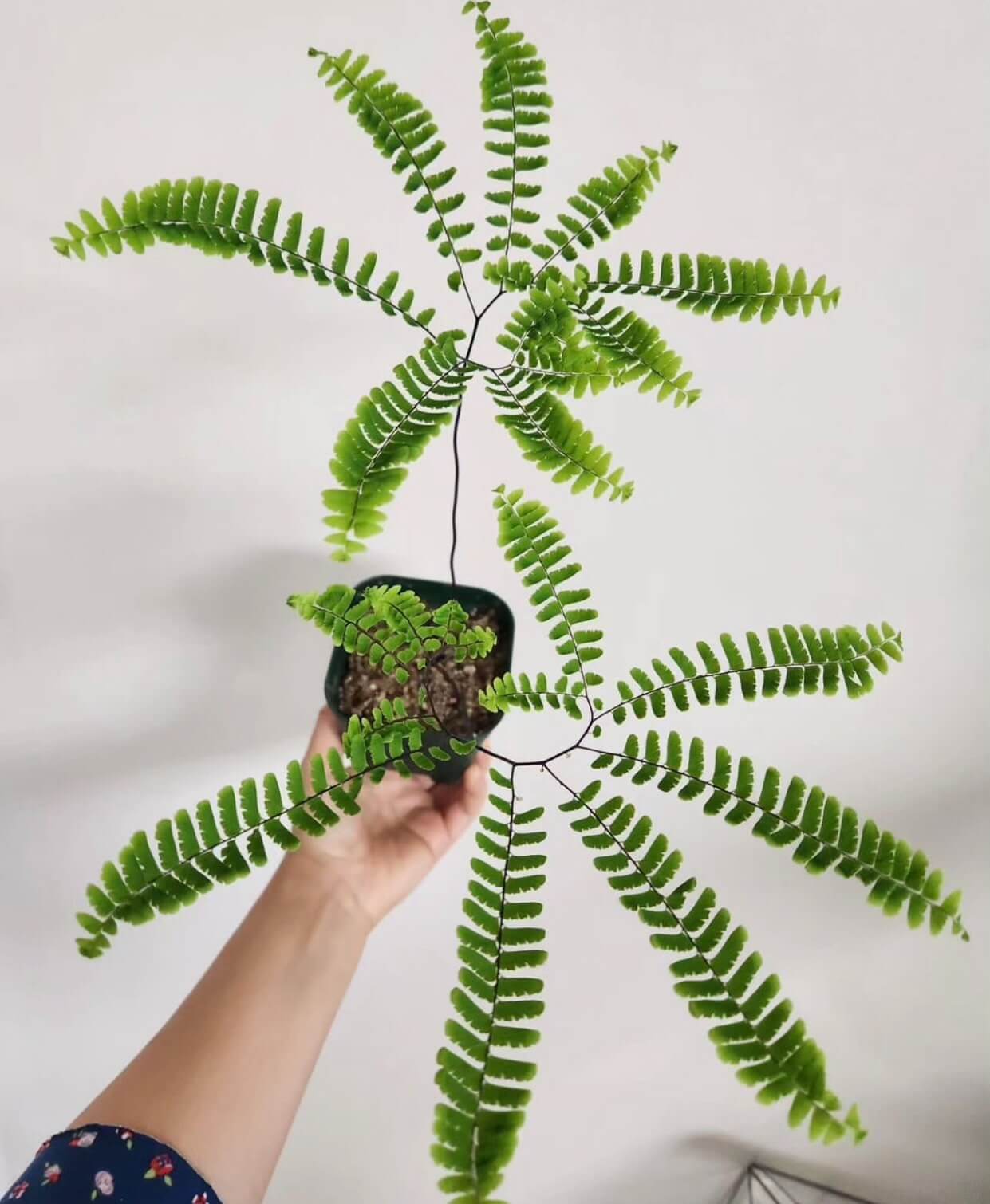 Adiantum pedatum, commonly known as the Northern Maidenhair Fern, is a deciduous perennial fern native to the forests of eastern North America. Renowned for its elegant, fan-shaped fronds and contrasting black stems, it thrives in shaded, moist environments and is a popular choice for shaded gardens and woodland settings.