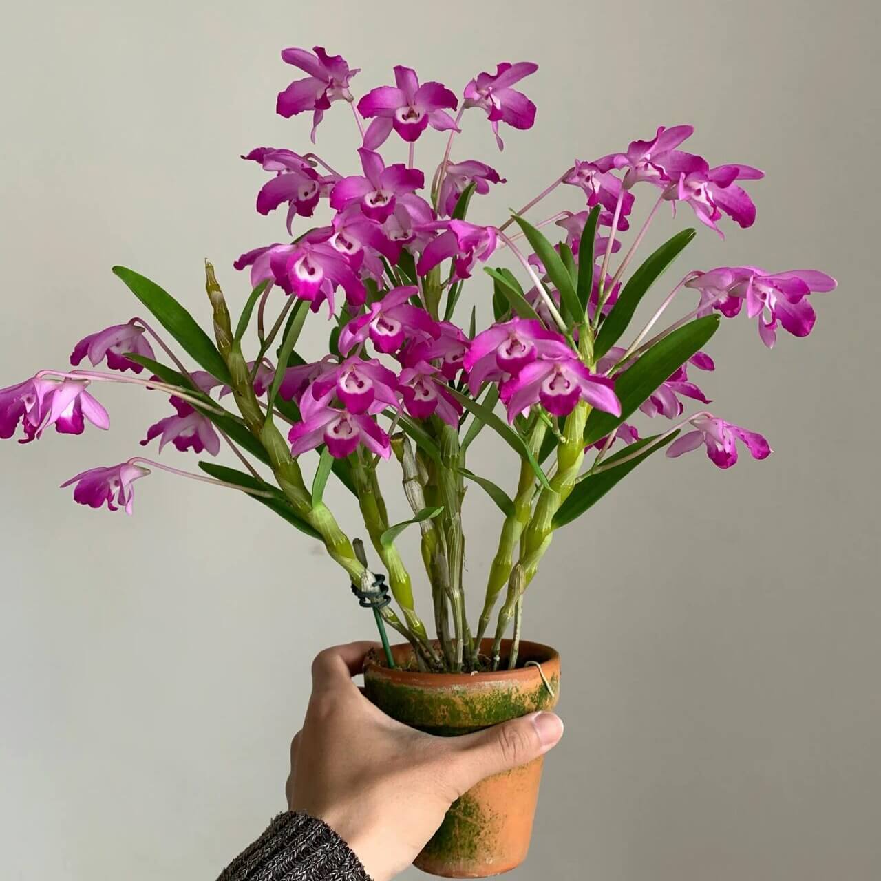 Dendrobium linawianum fma. rubra is native to China and Vietnam, thriving in subtropical broadleaf forests at elevations of 400–1,500 meters.