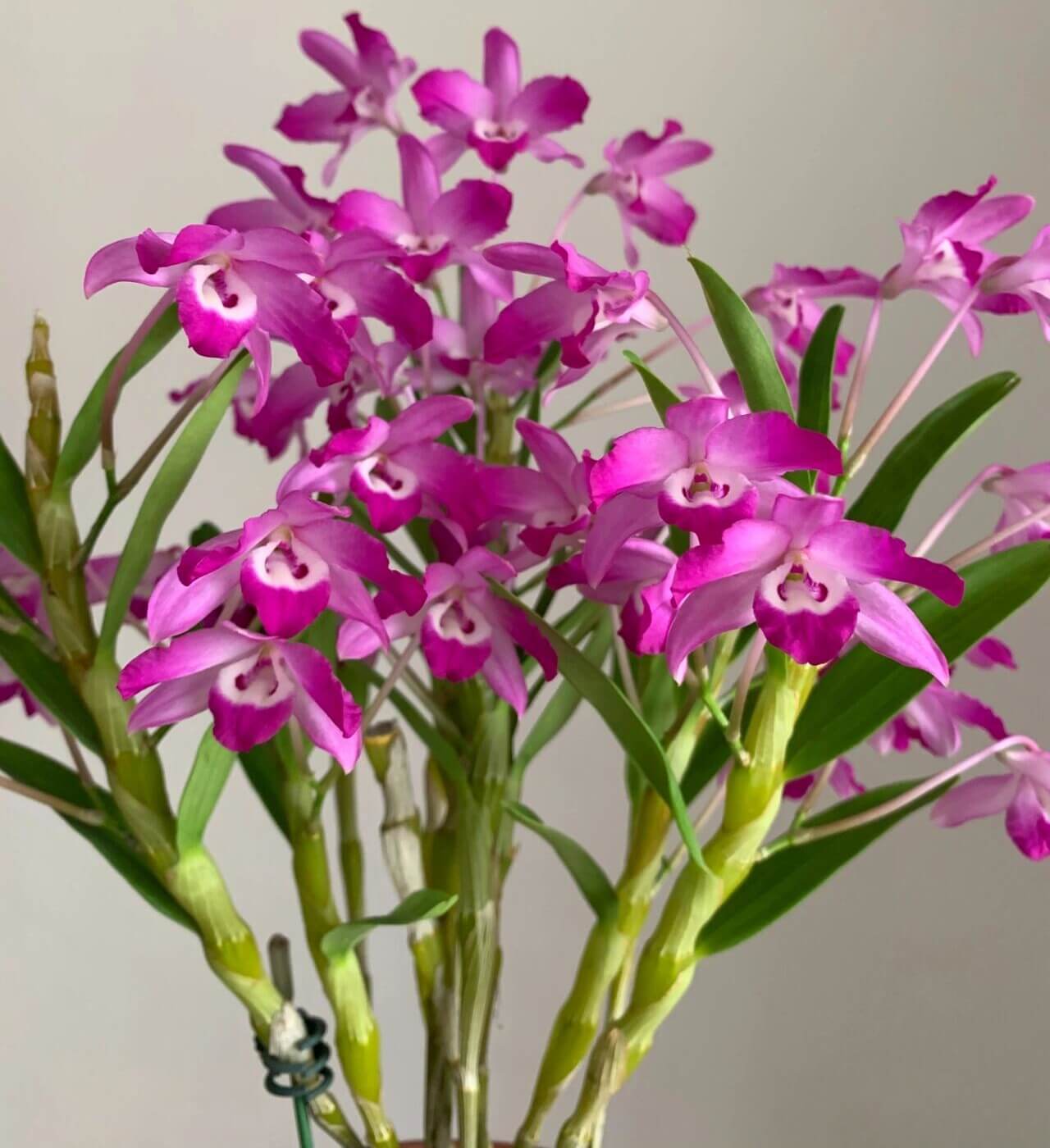 Dendrobium linawianum fma. rubra is native to China and Vietnam, thriving in subtropical broadleaf forests at elevations of 400–1,500 meters.