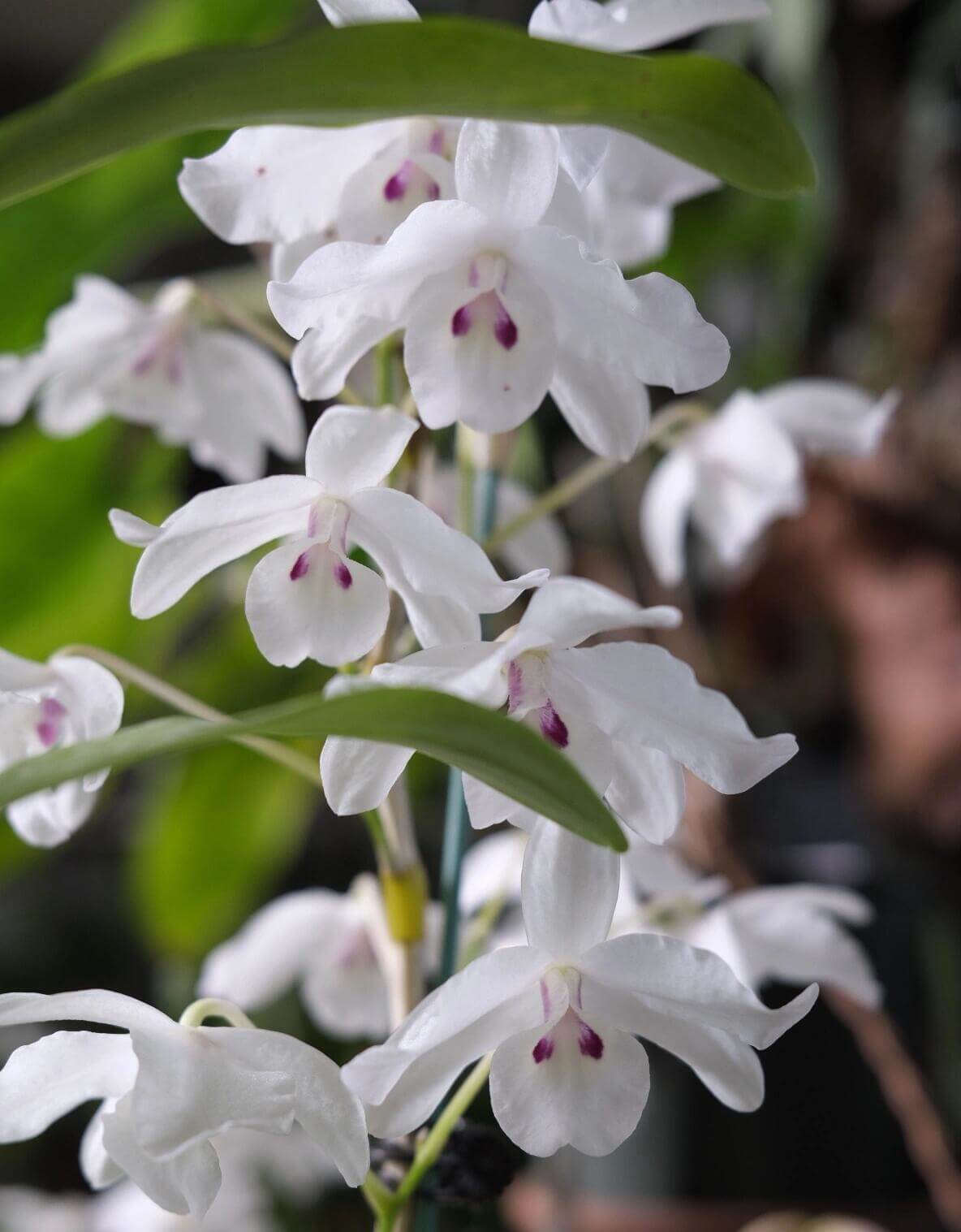 Dendrobium linawianum fma. semi-alba is native to China and Vietnam, thriving in subtropical broadleaf forests at elevations of 400–1,500 meters.