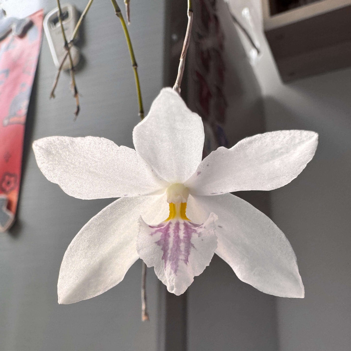 Dendrobium papilio is a cool-growing epiphytic orchid native to the Philippines, known for its tall, slender, bamboo-like canes adorned with sparse grass-like leaves. It produces elegant, translucent white flowers—often solitary—with a broad, spatulate lip detailed with pale purple stripes and a greenish-yellow throat, creating a delicately beautiful appearance.