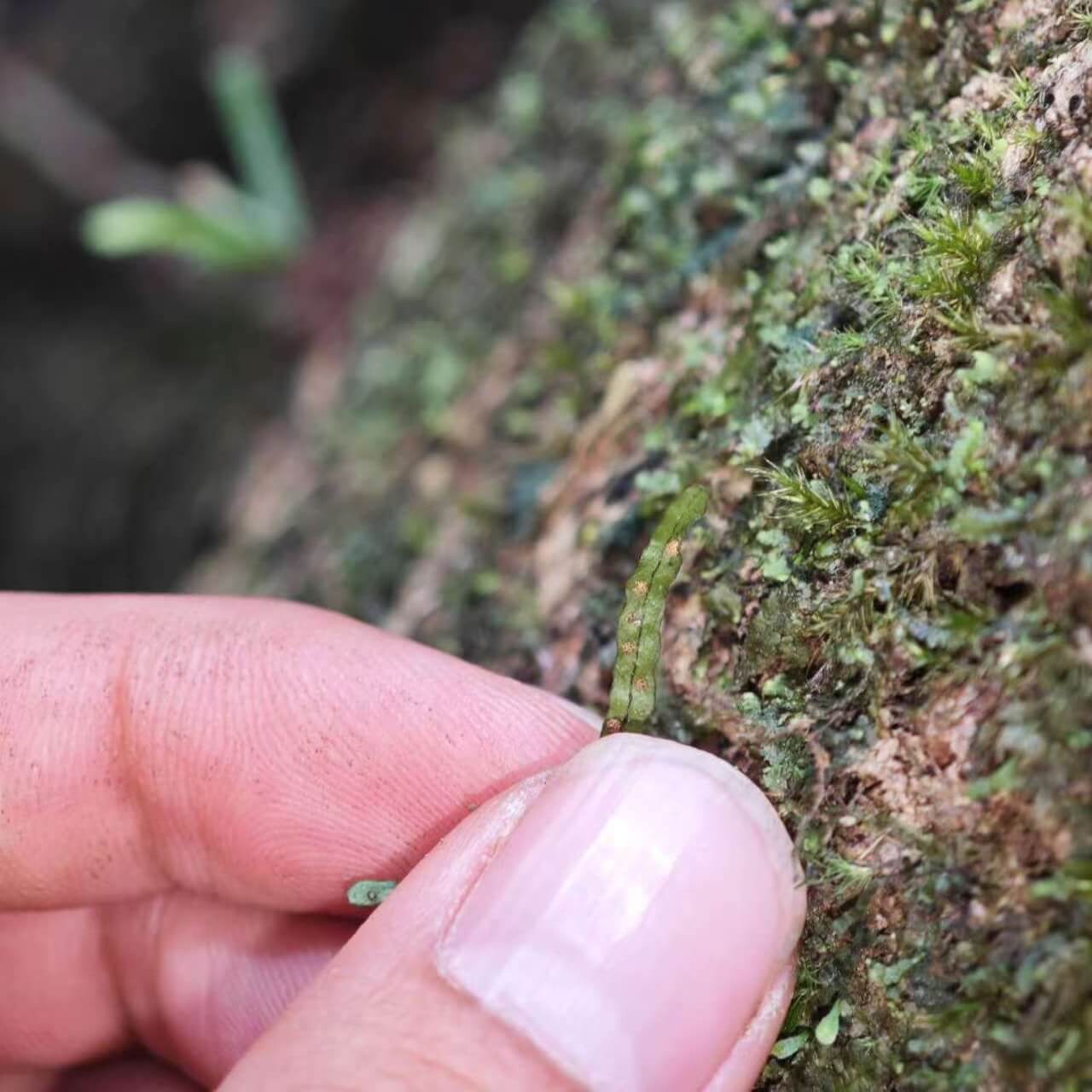 Oreogrammitis adspersa (synonym Grammitis adspersa Blume) is a small, elegant epiphytic species native to the wet tropical forests of western and central Malesia, including Borneo, Java, Malaya, the Philippines, Sumatra, and surrounding regions.