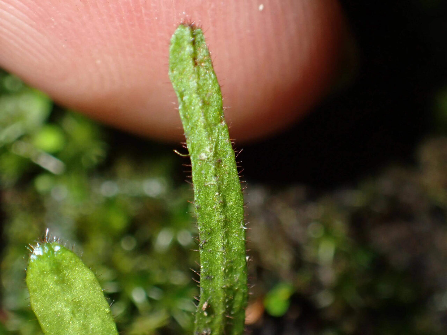 Oreogrammitis hainanensis is a rare, ultra-miniature fern species belonging to the Grammitidaceae family. It is native to the high-elevation forests of Hainan Island, where it thrives in cool, humid environments that do not accumulate water. This species is often found in association with orchid-type plants, making it an extremely rare epiphytic fern.