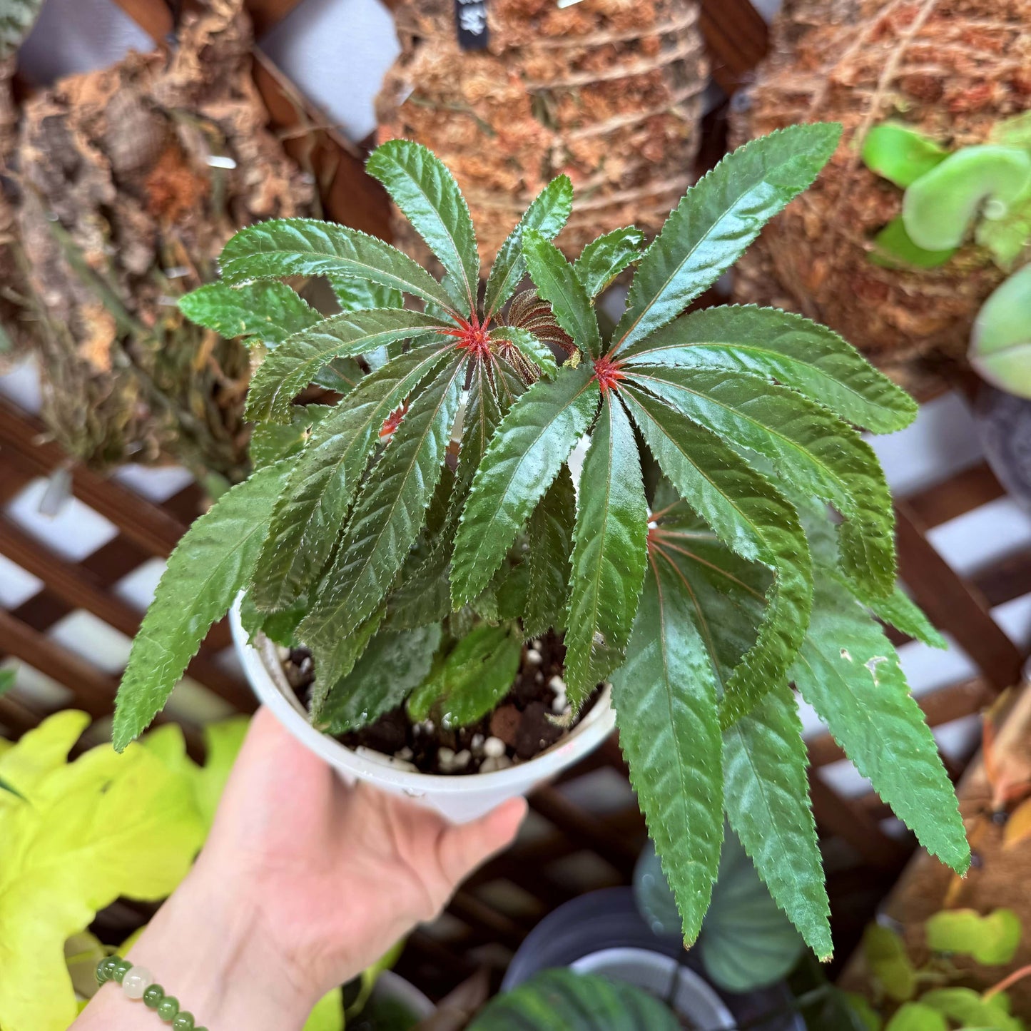Begonia luxurians, commonly known as the Palm-Leaf Begonia, is a striking species native to the rainforests of Brazil. This begonia is celebrated for its impressive, palm-like leaves and graceful flowering habit. Its upright, cane-stemmed growth can reach heights of 6 to 8 feet or more, making it a captivating addition to any indoor space.