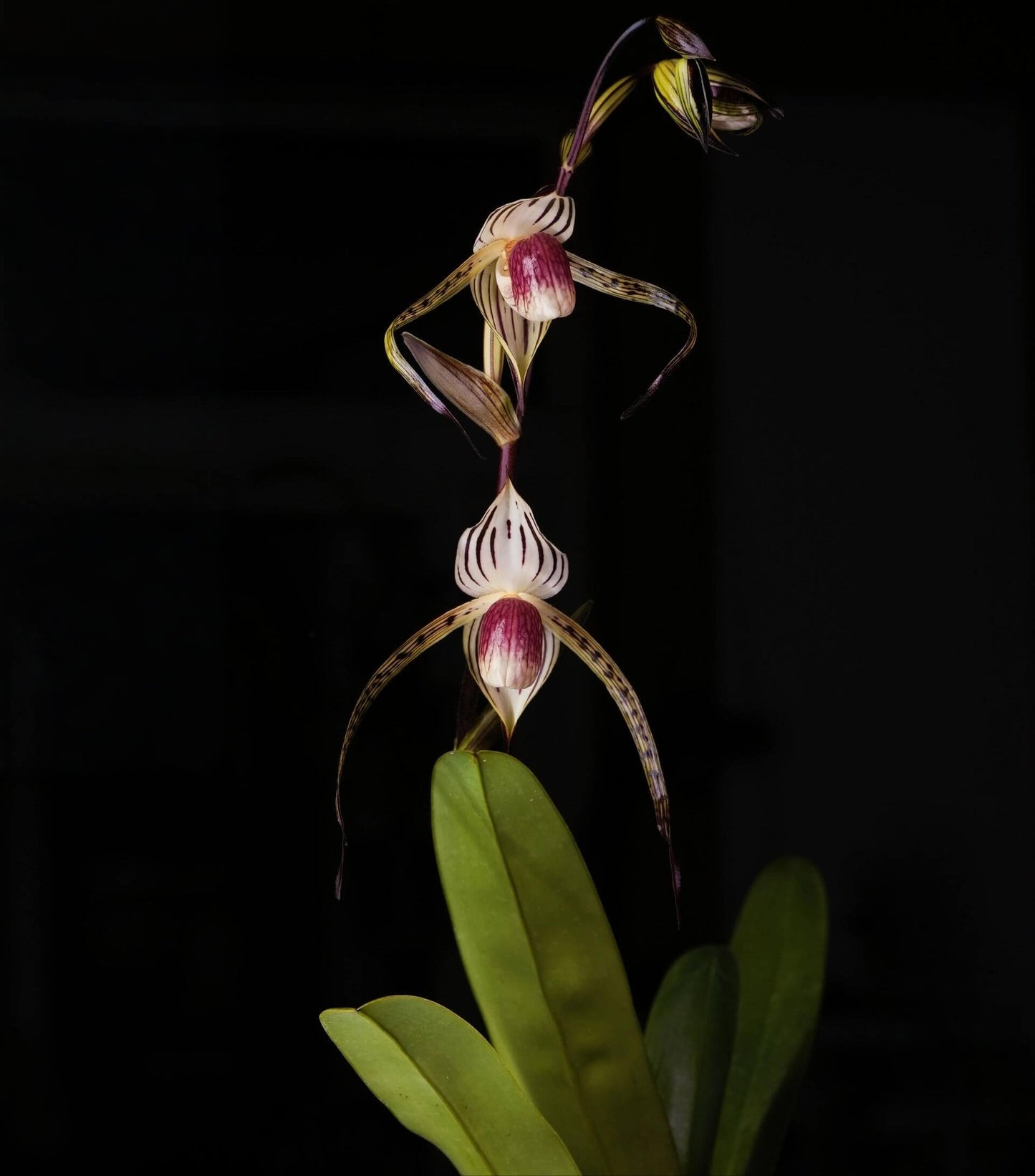 Paphiopedilum Booth’s Stone-Lady is a registered primary hybrid created by crossing Paphiopedilum Lady Isabel (also known as Lady Isobel) with Paphiopedilum stonei. First registered by F. Booth in 1989, it is a classic multifloral slipper orchid that combines the elegant striping and refined floral structure of stonei with the strong genetic influence of Lady Isabel, which itself carries rothschildianum heritage.