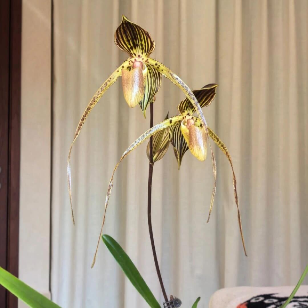 Paphiopedilum Formosa Comet is a modern complex slipper orchid hybrid registered by Ching Hua in 2009. It is a genetically advanced cross built from multiple high-quality multifloral Paphiopedilum lines, ultimately combining Paphiopedilum lowii, philippinense, rothschildianum, and stonei through earlier generations.
